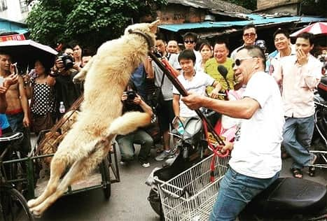 マヌー・ベネットさんのインスタグラム写真 - (マヌー・ベネットInstagram)「Yulin Dog Meat Festival. Please answer honestly as the answers are what's important! What catches your eye first - A) the angle of the dog - B) the dog - C) the guy yanking the dog - D) the group of onlookers laughing?」6月21日 5時26分 - manubennett