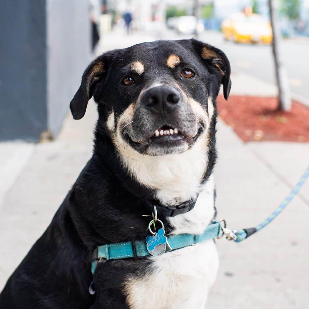 The Dogistさんのインスタグラム写真 - (The DogistInstagram)「Remy, Border Collie/Rottweiler mix (5 y/o), N 11th & Kent Ave., Brooklyn, NY • “He’s amazing at catching. He taught himself.”」6月21日 5時35分 - thedogist