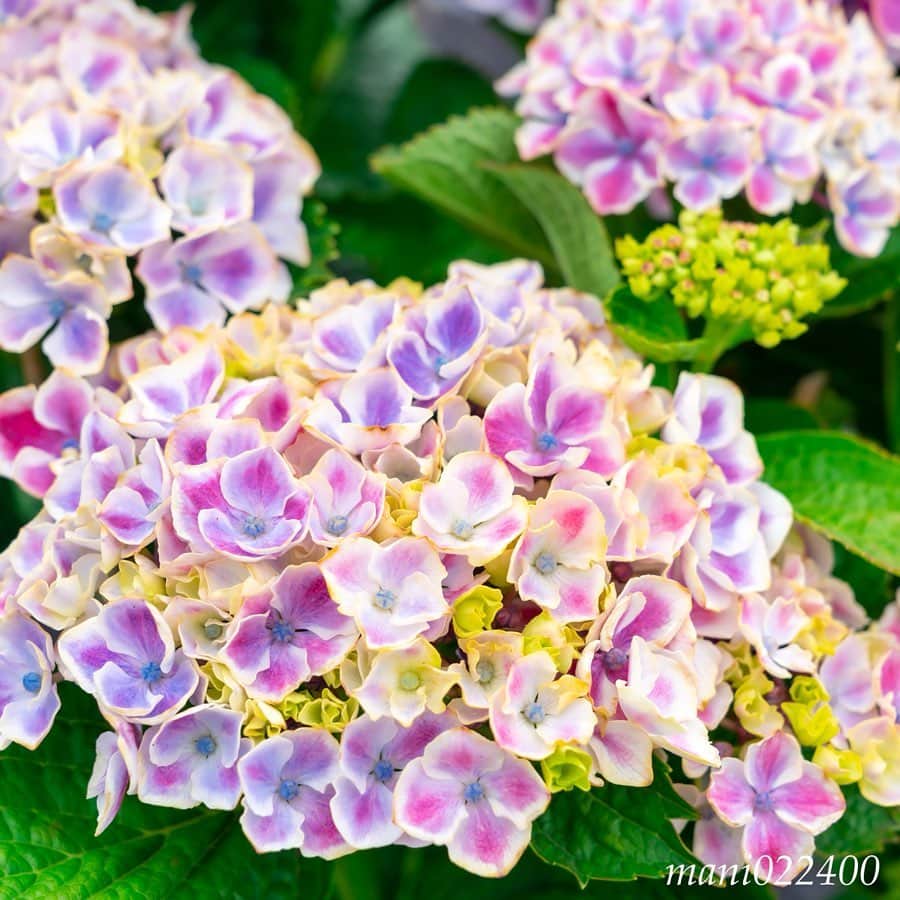 mani022400さんのインスタグラム写真 - (mani022400Instagram)「. 21 Jun. 2019 . Good morning🌸🌺🌹✨ . . . . . . 🌺🌺🌺🌷🌷🌷🌹🌹🌹🌸🌸🌸 ご訪問ありがとうございます🙇 . お花以外の写真は サブアカウントにポストしています。 良かったら、覗いてください🙇🙇 ⬇️⬇️⬇️ @mani0224000 . 🌺🌺🌺🌷🌷🌷🌹🌹🌹🌸🌸🌸 . . . 🔷🔷🔷🔷🔷🔷🔷🔷🔷 #カメラ好きな人と繋がりたい  #flower  #花 #flowers  #写真好きな人と繋がりたい love_bestjapan  serahana #ファインダー越しの私の世界  #花のある暮らし  #bns_lite #eclecticshow #explore_floral . #9vaga9  9Vaga_Rose9  9vaga_3flowers9  #floristsandflowers #ip_blossoms_member #fabulous_shots ig_flowers #ponyfony_flowers #meiko_flora_member meiko_roses  #myheartinshots #la_flowers #rainbow_petals #top_favourite_flowers  #quintaflower #inspiring_shot #phx_flowers #dreaming_in_macro flower_special_legend  nature_special_legend  #ind_flowers #tv_flowers #best_mmf_vipday  #best_beauty_flora_  9vaga_flowersart9 #ptk_flowers #fleur_noblesse_m .」6月21日 6時48分 - mani022400