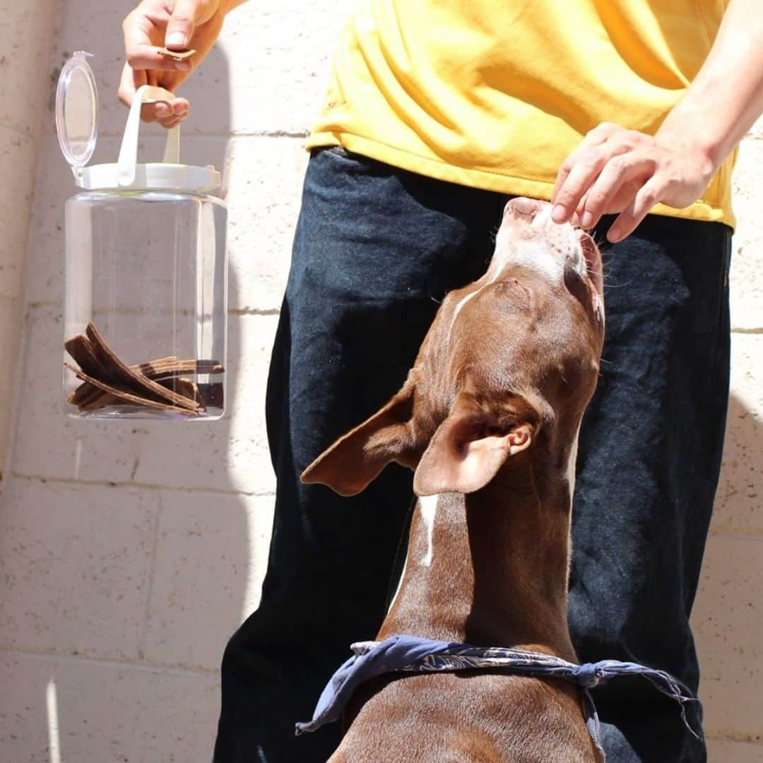 Lustrowareさんのインスタグラム写真 - (LustrowareInstagram)「This piece is a treat for you and your pup! 🐾 Our Keep Pot container is a great way to store your pup's treats in a convenient way. It has a silicone seal to keep the treats fresh. And BPA-free cause your pets deserve the best. Shop here for more BPA-free products: www.amazon.com/lustroware -- #pantrycontainer #dogfoodcontainer #dryfoodcontainer #foodcontainer #foodsaver #foodstorage #mealprepcontainers #mealprep #lustroware #plasticcontainers #reusablecontainers #bpafree」6月21日 7時03分 - lustroware