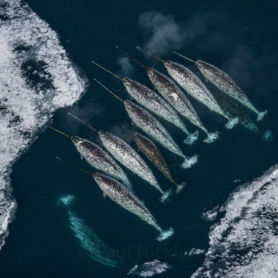 National Geographic Travelさんのインスタグラム写真 - (National Geographic TravelInstagram)「Photograph by @PaulNicklen | With ivory tusks up to 10 feet long, a pod of male narwhals, known to some as unicorns of the sea, breathe before heading back under the ice to gorge on polar cod. Algae and plankton grow on the underside of the sea ice, copepods and amphipods feed on the plankton, cod feed on the amphipods, narwhals feed on the cod, and polar bears occasionally feed on narwhals. So goes the cycle of life in the Arctic. Ice is like the soil in a garden–without it, all levels of this ecosystem will suffer. Follow me at @PaulNicklen for my favorite picture of narwhals.」6月21日 7時11分 - natgeotravel