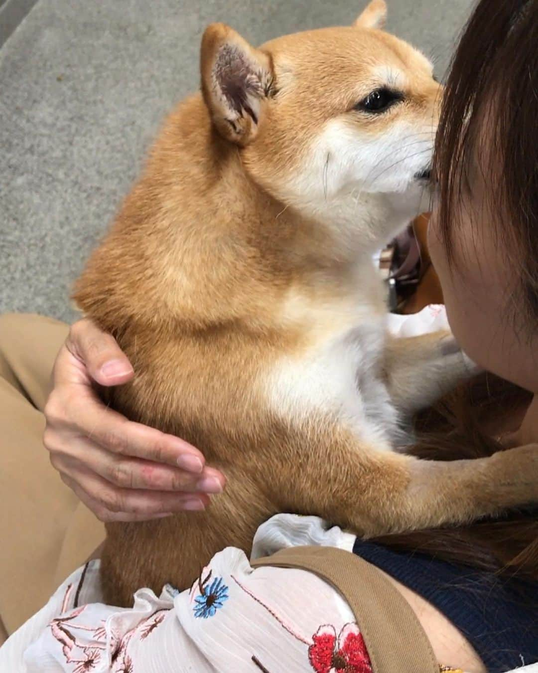 豆柴にこちゃんさんのインスタグラム写真 - (豆柴にこちゃんInstagram)「🐶入院11日目 おはよー 昨日にこに会えたので、 にこちん中毒だいぶおさまりました😊 . にこの部屋は思ったより広かったし、 人の出入りも多くてにぎやかでよかったです✨ . ちなみなにこの左隣にはイビキの大きめな黒柴ちゃん😆、 右隣には甘えん坊でキューキュー鳴いてる 小型犬ちゃんがいて、 にこの無口さが際立ってました🤣 . ①お手て揃ってかわいー . ②他の子はごはん撤収されてるのに、 にこだけ食べないから、 いつでも食べれるように3皿ほど置きっぱにされてます . ③部屋から取り出されるアンテナガール📡 この後、にこと私が熱烈チュー中に執刀医のベテラン先生もきてくださり、「あっ、どうぞそのまま（チューしててください）😆」って気を使ってくれました🤣 . ④⑤キウイ🥝 柴の毛の厚みを実感。 . ⑥⑦⑧かわいー . ⑨⑩帰り際。部屋に戻されたにこ。 すこーし歩いた✨ . 昨日もたくさんのコメント、 ありがとうございました😊 . 残り、退院までは歩く訓練をするそうです。 . #にこの右足闘病記 . #柴犬#豆柴#pecoいぬ部#犬#わんこ#犬#ここ柴部#shibainu#dog#mameshiba#pecotv#dog#いぬのきもち部#しばいぬ#しばけん#こいぬ#シバイヌ#いぬ#イヌ#赤柴#マメシバ#ペット#日本犬#子犬#puppy#doggo#pet」6月21日 7時24分 - nikochan.mame48