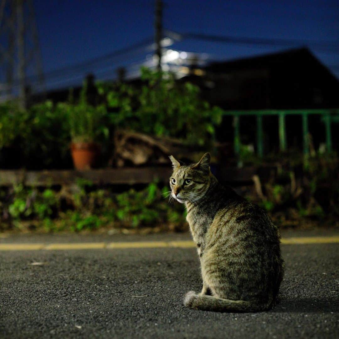 ををつかさんのインスタグラム写真 - (ををつかInstagram)6月21日 7時43分 - neco_ideas