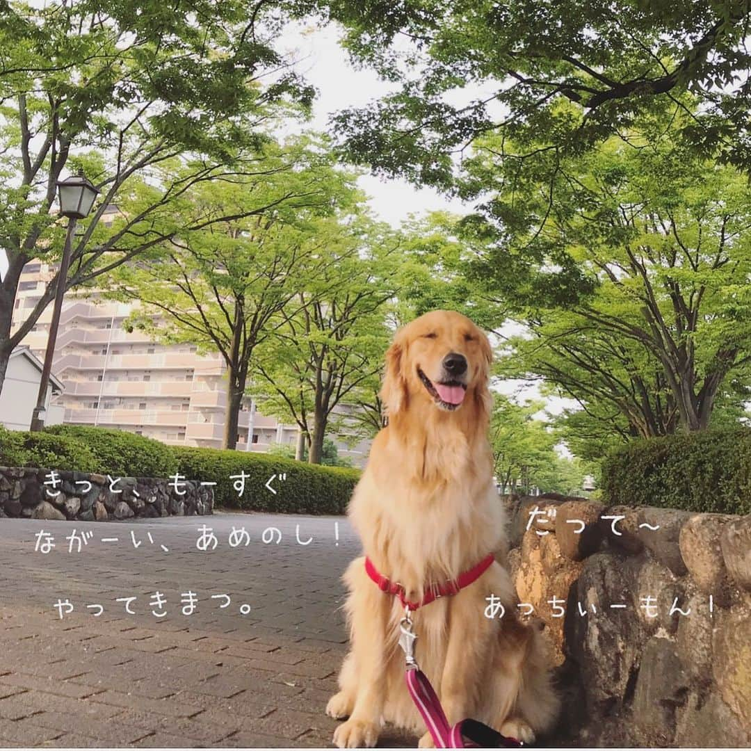 ikumiさんのインスタグラム写真 - (ikumiInstagram)「* * 6/21/2019🌦 . Good morning! . 最近梅雨入りとか、はっきりと 表示されなくなりましたよね。 数日前も梅雨入ってるはずなのに 雨降らないなぁ〜、って思ってたら まだみたいだったし…。 でも今朝はちょっと湿度高め。 そろそろかな〜。 . Viviも湿度高いと バテるのが早くなりました。 ただでさえ暑いと 歩きたがらないのに💧 . 梅雨時期でも 熱中症気をつけましょう！ * * #goldenretriever#golden#retriever#instadog#犬バカ部#ふわもこ部#大型犬のいる暮らし#ぴーすっ子#2019年6月」6月21日 7時54分 - ikumi.betty_jupiter