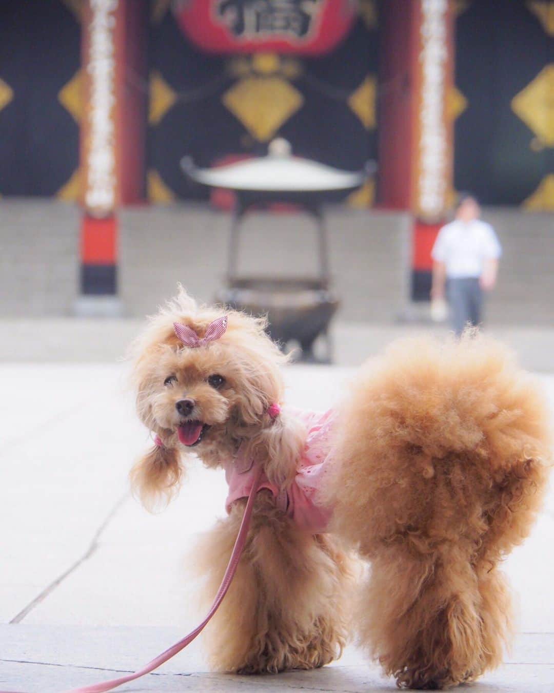 Toypoodle Mikuru?Asakusa Tokyoのインスタグラム：「20190621 Friday. Good morning! Friends 💕 どんより曇りの朝ですが、雨が降らないだけいいよね😆 お散歩できるしー🥰 . ❶ 今世紀最高にボサボサの桃尻 ❷ 順番は守りますか？ ❸ いえいえ🤨横取りも厭いませんよ動画 ❹ マテって言ったのに ❺ 雷門で午前5時半 . やっと金曜日😍 今週は1日お休みだったから、一週間が早いかな？ でも体はキツイぜ🥺 . #浅草寺 で #犬の行列ができますよ #ミルクママは今朝は起きれませんでした #みくるの法則 動画なくてごめんなさい😂」