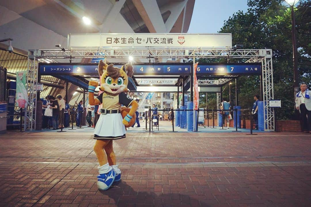 北海道日本ハムファイターズ フレップさんのインスタグラム写真 - (北海道日本ハムファイターズ フレップInstagram)「. ポリりん🐿LOVEりんですっ❤️ 一昨日と昨日の二日間、ポリーははじめて横浜スタジアムに行ってきました🏝 久しぶりにスターマンに会えたよ😆 そして...2013年シーズンデビューの同期🎀キララちゃん🎀に遂に...遂に会えました💕✨💕✨💕✨💕やったー！！！ いろ〜んな女子トークして、リーグは違えど女子マスコットズこれからも頑張って盛り上げていこうね！って誓いあったよ✨ (女の子たちみんなの想いは一緒✨✨✨) バートとチャピーもはじめましてでした💗もふもふもふでした💕 (チャピーはポリーのポンポンがかなり気に入ったみたい😆) ・ dianaのお姉さんたちや、スタジアムスタッフのみなさんもとっても優しくて、親切で、ポリーとても嬉しかったです☺️ ベイスターズファンのみなさんにも「横浜に来てくれてありがとう」ってたくさん声をかけてもらいました❤️ ポリーの方こそ、横浜スタジアムでと〜っても楽しい時間を過ごせて感謝のきもちでいっぱい！ ありがとうございました🎀 横浜、また来たいなぁ✨ ・ そして、辛いとき、苦しいときも変わらずに一生懸命応援してくれるファイターズファンのみんなの声、グラウンドにしっかり届いてたよ！！！👍👍👍 レフトスタンドのみんなの歌声を聞きながら踊るファイターズ讃歌、しあわせでした💗 ・ さ！！そして今日からはドラゴンズ戦だねー🐨 ポリーは明日からナゴヤドームにお邪魔します！名古屋のみなさん、よろしくお願いしまーす✨ ・ 今日もれっつごー❣️ファイターズ❣️❣️❣️(代筆ぽりぃ) 🐿 💗 🐿 💗 🐿 #lovefighters  #驀進 #飛び出せ新時代 #ポリーポラリス #スターマン #キララ #diana #バート #チャピー があまりにも可愛くて #こっそり連れて帰りたかったけど  #ダメだった 🤣🤣🤣 #口だと思ったら鼻だったらしい #しうまいとみかん氷たべたよ #おいしかったよ #上沢投手ずっとずっとまってるから #焦らず治してね」6月21日 18時15分 - frep_the_fox