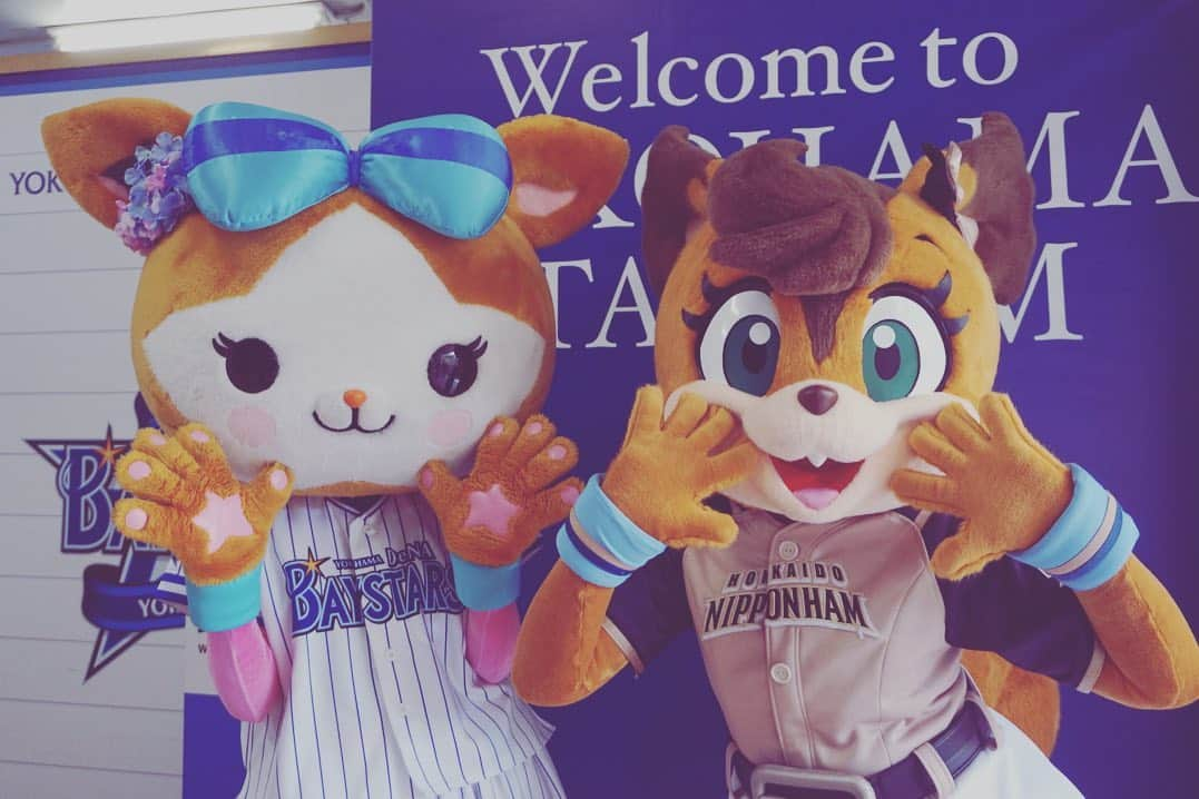 北海道日本ハムファイターズ フレップさんのインスタグラム写真 - (北海道日本ハムファイターズ フレップInstagram)「. ポリりん🐿LOVEりんですっ❤️ 一昨日と昨日の二日間、ポリーははじめて横浜スタジアムに行ってきました🏝 久しぶりにスターマンに会えたよ😆 そして...2013年シーズンデビューの同期🎀キララちゃん🎀に遂に...遂に会えました💕✨💕✨💕✨💕やったー！！！ いろ〜んな女子トークして、リーグは違えど女子マスコットズこれからも頑張って盛り上げていこうね！って誓いあったよ✨ (女の子たちみんなの想いは一緒✨✨✨) バートとチャピーもはじめましてでした💗もふもふもふでした💕 (チャピーはポリーのポンポンがかなり気に入ったみたい😆) ・ dianaのお姉さんたちや、スタジアムスタッフのみなさんもとっても優しくて、親切で、ポリーとても嬉しかったです☺️ ベイスターズファンのみなさんにも「横浜に来てくれてありがとう」ってたくさん声をかけてもらいました❤️ ポリーの方こそ、横浜スタジアムでと〜っても楽しい時間を過ごせて感謝のきもちでいっぱい！ ありがとうございました🎀 横浜、また来たいなぁ✨ ・ そして、辛いとき、苦しいときも変わらずに一生懸命応援してくれるファイターズファンのみんなの声、グラウンドにしっかり届いてたよ！！！👍👍👍 レフトスタンドのみんなの歌声を聞きながら踊るファイターズ讃歌、しあわせでした💗 ・ さ！！そして今日からはドラゴンズ戦だねー🐨 ポリーは明日からナゴヤドームにお邪魔します！名古屋のみなさん、よろしくお願いしまーす✨ ・ 今日もれっつごー❣️ファイターズ❣️❣️❣️(代筆ぽりぃ) 🐿 💗 🐿 💗 🐿 #lovefighters  #驀進 #飛び出せ新時代 #ポリーポラリス #スターマン #キララ #diana #バート #チャピー があまりにも可愛くて #こっそり連れて帰りたかったけど  #ダメだった 🤣🤣🤣 #口だと思ったら鼻だったらしい #しうまいとみかん氷たべたよ #おいしかったよ #上沢投手ずっとずっとまってるから #焦らず治してね」6月21日 18時15分 - frep_the_fox