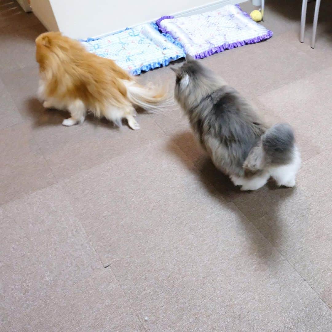 Hanaさんのインスタグラム写真 - (HanaInstagram)「ブログ更新しました♪ プロフィールから飛べます🚀 http://kedamakyoudai.blog.jp/ * #仲良し きょうだい 🐕💨💨🐈💨💨💨 * 追いかけっこ大好ききょうだい * * #NorwegianForestCat#Pomeranian#japan#catlover#doglover#dogs#cat#Kawaii#fluffy#pom#fluffydog#catsofinstagram#dogsofinstagram#fluffycat#ノルウェージャンフォレストキャット#ポメラニアン#gatto#pecoいぬ部#cane#ペコねこ部#可愛い#かわいい#cute#cutecat#cutedog#funny#funnydog#funnycat」6月21日 18時21分 - mofu2family