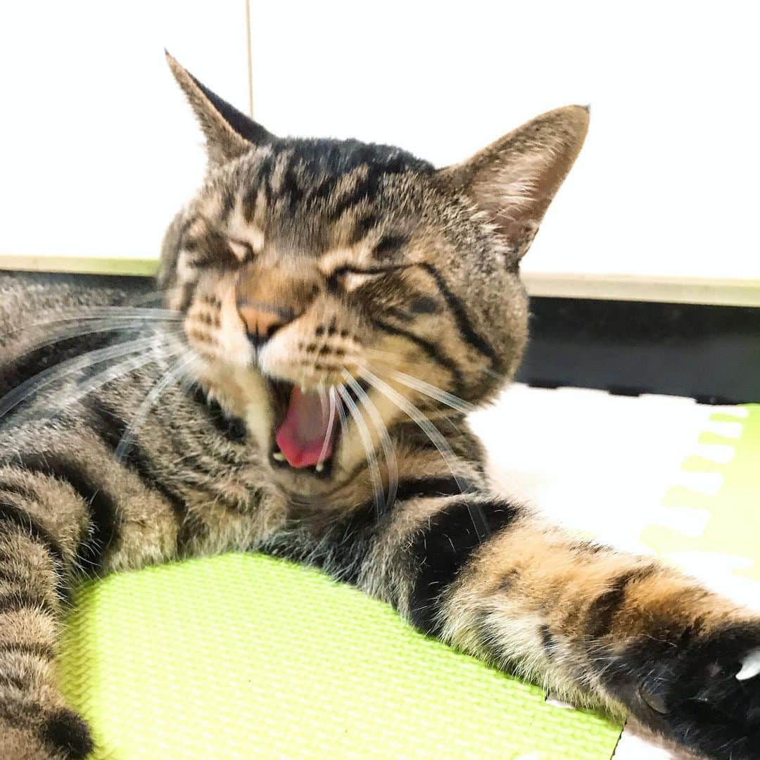 Musashiさんのインスタグラム写真 - (MusashiInstagram)「夕方ムサシさん。ほにゃー。Yawn. #musashi #mck #cat #キジトラ #ムサシさん #musashi_the_cat #ねこすたぐらむ」6月21日 18時54分 - _daisy