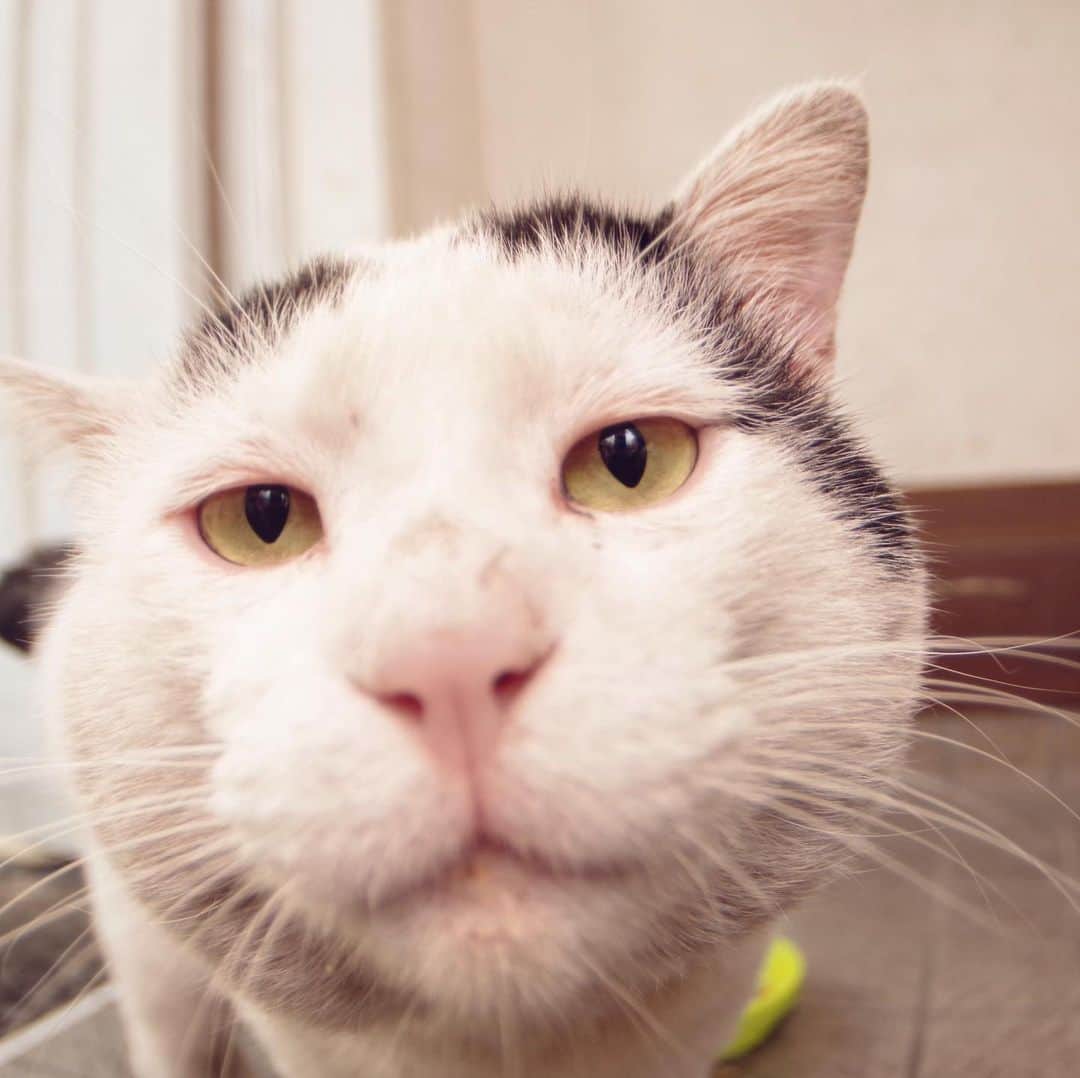 Kachimo Yoshimatsuさんのインスタグラム写真 - (Kachimo YoshimatsuInstagram)「優しい顔。 Kind face #uchinonekora #nanakuro #neko #cat #catstagram #kachimo #猫 #ねこ #うちの猫ら http://kachimo.exblog.jp」6月21日 18時52分 - kachimo