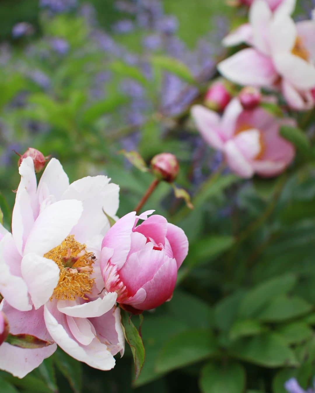 樋口智恵子さんのインスタグラム写真 - (樋口智恵子Instagram)「Campagne chic🌿🌾From my garden🌿🌾 . . . . 昨日HHKでやっていたパリのお花特集を観ていたら、カンパーニュスタイルがとても素敵で...今うちで咲いているお花でできるかも！と朝からお庭に出て早速束ねてみました🌿🌾自然なカーブの草花が、お部屋に優しい雰囲気をプラスしてくれました✨ . . . . #flowers #campagnechic #campagne #farmhouse #hokkaido #北海道 #finnjuhl #countryside #peony #christmasrose」6月21日 10時27分 - chieko_higuchi
