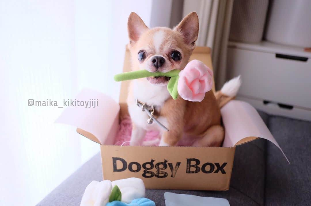 maika_kikitoyjijiさんのインスタグラム写真 - (maika_kikitoyjijiInstagram)「. Toy . 嫁に来ないか💍？？ . . #chihuahua #dog #チワワ #犬 #치와와 #weeklyfluff #ふわもこ部 #IGersJP #dogstagram #chihuahuaoftheday #fujifilm #fujifilm_xseries #今日もX日和 #ミラーレス #tokyocameraclub #東京カメラ部 #犬バカ部 #whim_fluffy #dog_features #dogsofinstagram #いぬすたぐらむ #doggybox #ドギボ #ドギーボックス #花 #flower #結婚 #6月 #junbride」6月21日 10時41分 - maika_kikitoyjiji