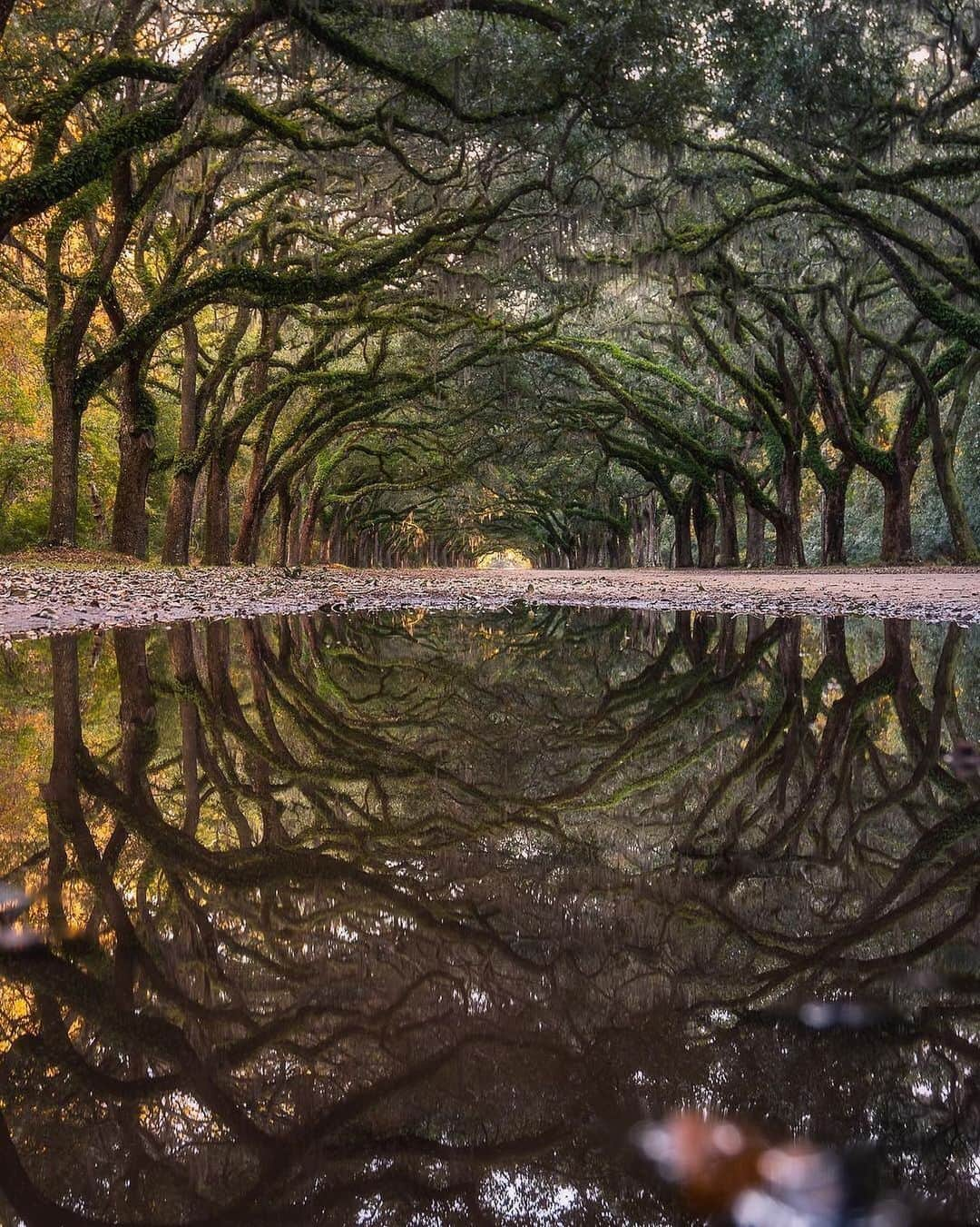 Earth Picsさんのインスタグラム写真 - (Earth PicsInstagram)「Deep reflections 🌲 Photo by @ryantoswald」6月21日 10時55分 - earthpix