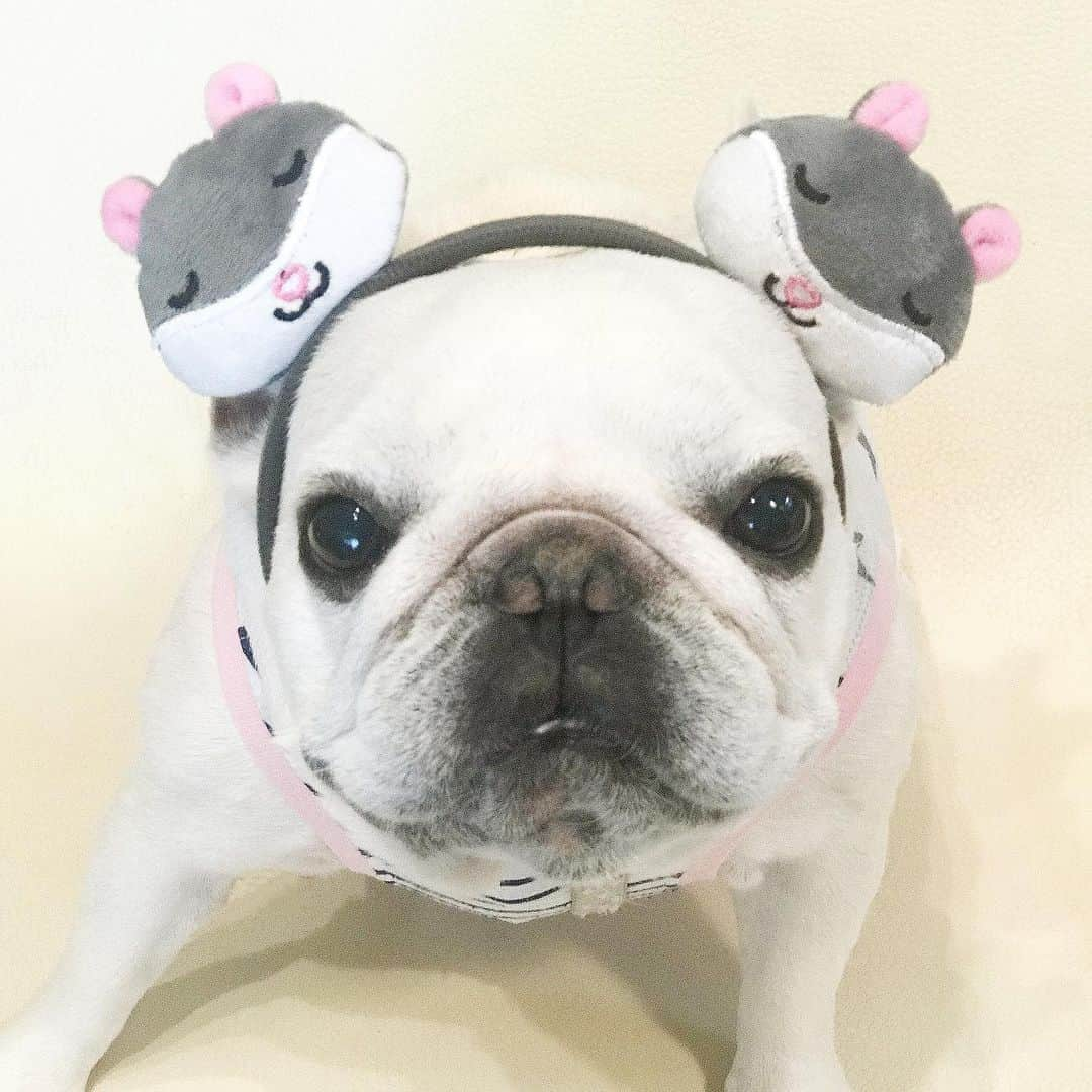 Ham-chanさんのインスタグラム写真 - (Ham-chanInstagram)「#frenchie #frenchbulldog #hamham #hamchan #フレンチブルドッグ #フレブル #はむはむ #はむちゃん ✨🐹🐶🐹✨」6月21日 11時05分 - hide_ham_tank