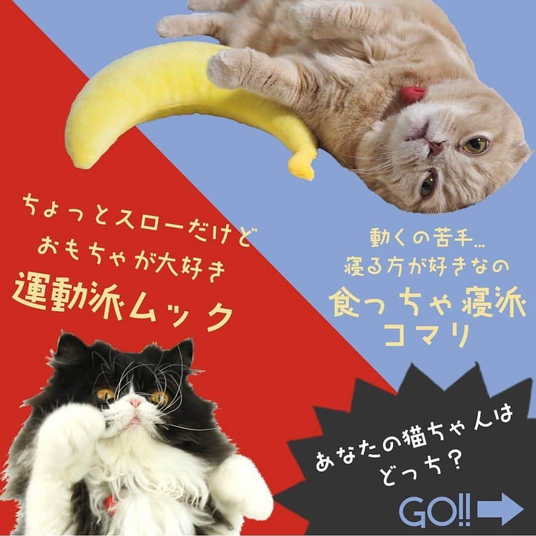 iDog&iCatさんのインスタグラム写真 - (iDog&iCatInstagram)「猫ちゃんの梅雨時期の過ごし方はどっち？！ * ICAT楽天店舗では梅雨時期の愛猫の過ごし方特集を開催中😺 * 案外アクティブ！おもちゃ大好きなムック率いる運動派と、寝る子は育つ！ゴロゴロするのとおやつが大好きなコマリ率いる食っちゃ寝派、あなたの猫ちゃんはどちらですか？ * それぞれの過ごし方に合わせた可愛いセットをご用意しました！ おもちゃ盛り盛り⭐️おもちゃ詰め合わせセット、夏にぴったりひんやりベッド購入でちゅーる１袋がもれなくプレゼント😽🎁 * ICAT楽天店舗限定販売です！ https://www.rakuten.ne.jp/gold/icat/smart/ ICAT公式アカウントでも紹介中！(@icat_rakuten ) お見逃しなく！ * #IDOGICAT #猫グッズICAT #IDOG #ICAT #ねこ #猫 #梅雨 #猫おもちゃ #ペットベッド #ちゅーる #ひんやり #ICATゲスト投稿 #cat #特集」6月21日 11時28分 - idogicat