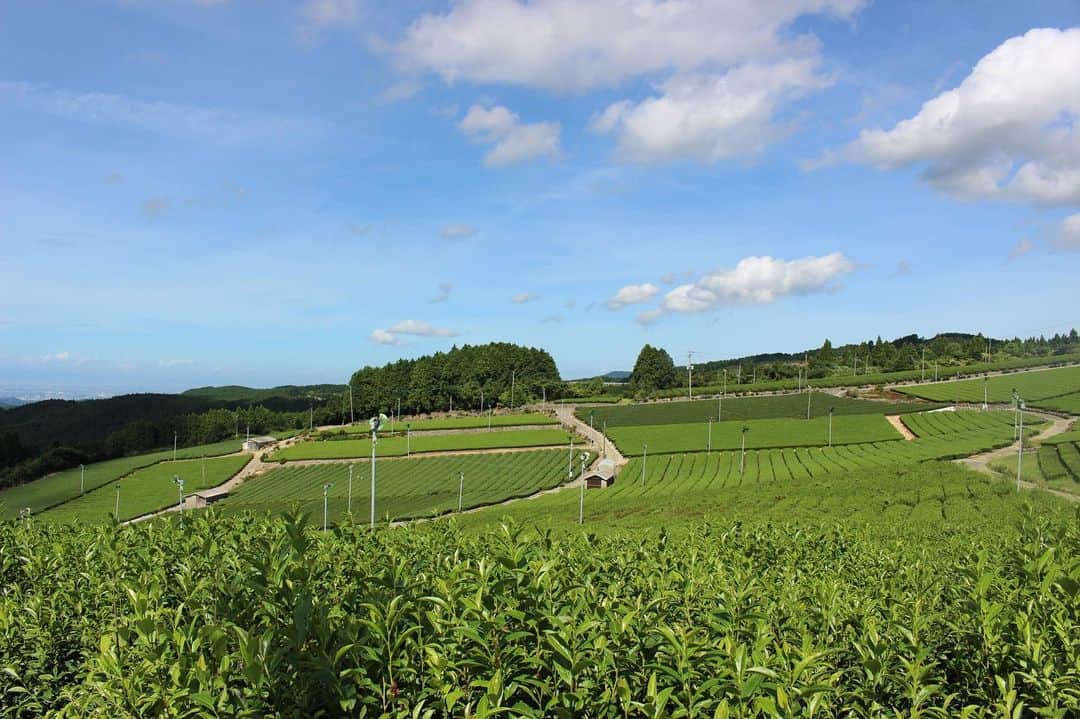福岡超新鮮野菜/フレラボ薬院店のインスタグラム：「綺麗なお茶畑🍵🍃 . . #福岡#お茶#畑#浮羽#とどける株式会社」