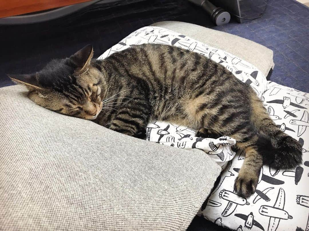 Musashiさんのインスタグラム写真 - (MusashiInstagram)「おはムサシ！ 朝食後の座椅子寝。Catnap. #musashi #mck #cat #キジトラ #ムサシさん #ねこすたぐらむ #musashi_the_cat」6月21日 11時51分 - _daisy