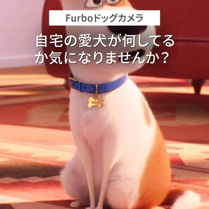 Furbo ドッグカメラのインスタグラム