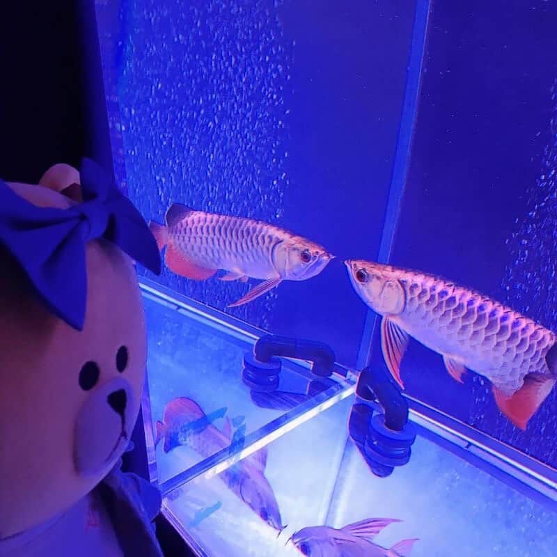 CHOCOのインスタグラム：「💙🐠💙🐠💙🐠💙🐠💙 . #日本初のカフェ型アクアリウム🐠✨ . 宝石💎みたいに綺麗なお魚が2000匹くらいいるよ💕 幻想的な空間で癒されたなぁ💛 7/7までだから急いでっ😉🎵 . . #ジュエリーアクアリウム #イオンレイクタウンkaze #越谷 #埼玉 #linefriends #withCHOCO」