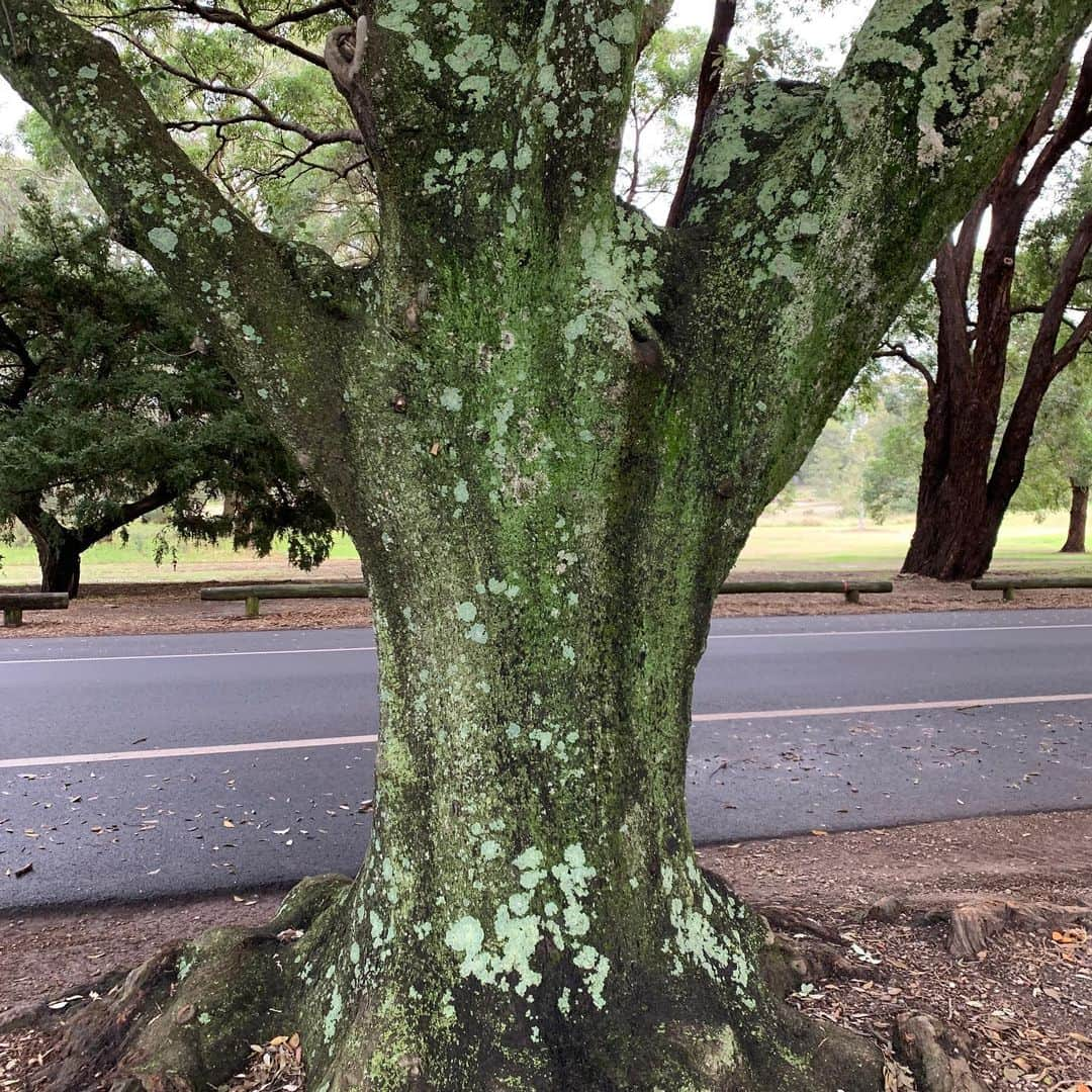 ボーイ・ジョージさんのインスタグラム写真 - (ボーイ・ジョージInstagram)「#Trees #Tree #Nature #Green #projectzero #climatechange #climatechangeisreal #EarthMatters」6月21日 12時24分 - boygeorgeofficial