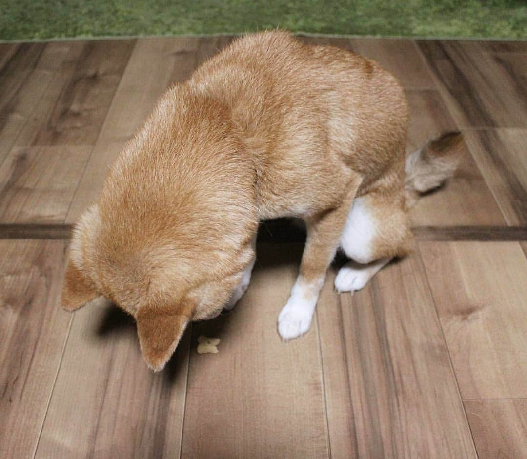 柴犬たま Shibainu Tamaのインスタグラム