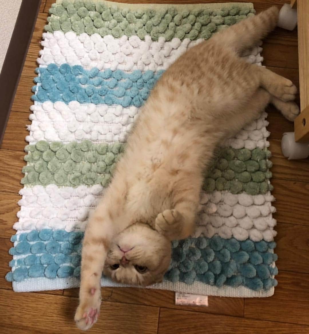 相馬有紀実のインスタグラム：「ゆきみが苦しい顔になっていたので僕がパワーをあげにとんでった。 アトムのように。 いや、僕はモヘム！  空をこえて ラララ 星のかなた ゆくぞ モヘム ジェットの限りー♪  とうっ！！ #ねこ  #すこてぃっしゅふぉーるど  #癒し  #元気 #パワー  #アトム」