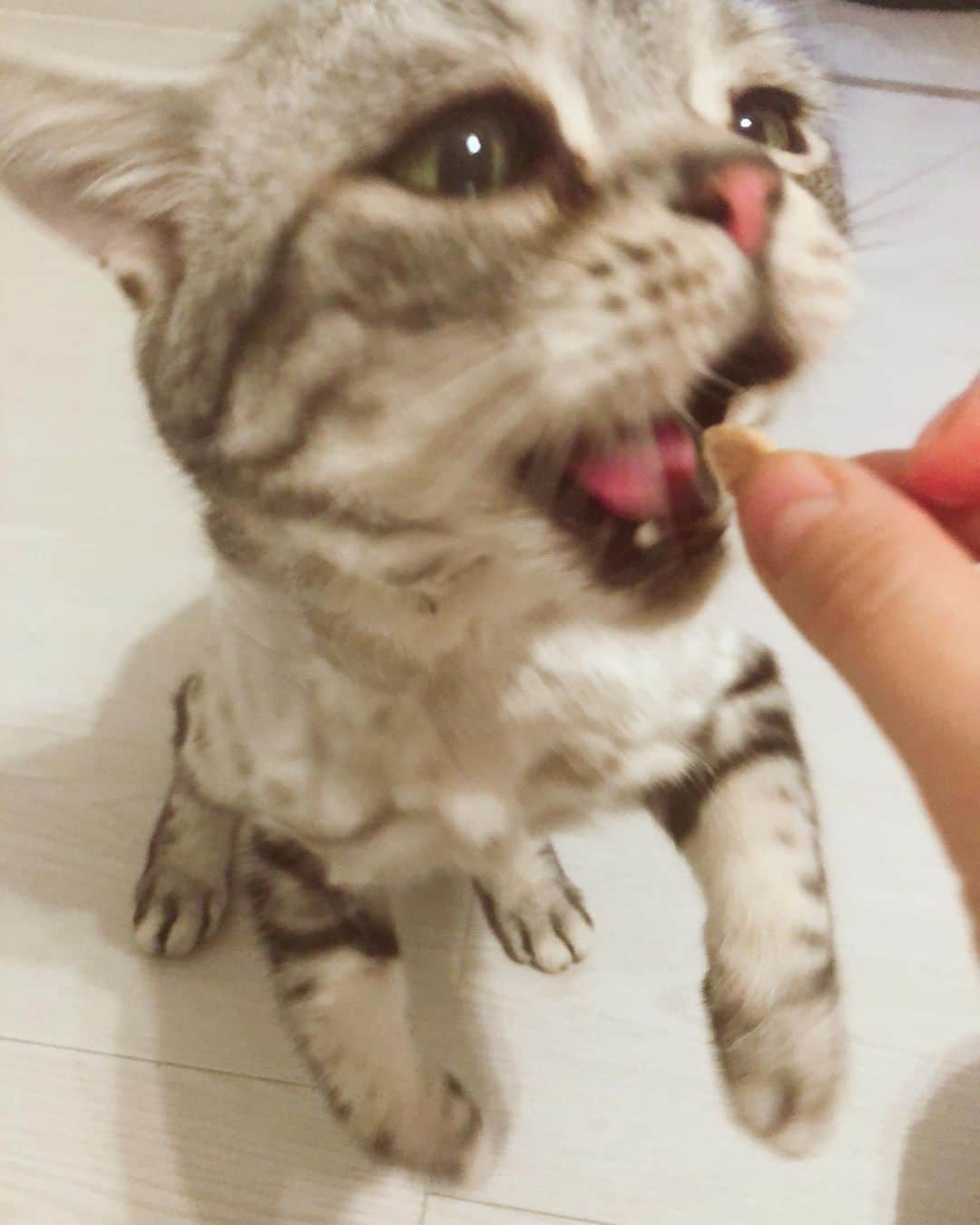 ルフさんのインスタグラム写真 - (ルフInstagram)「#luhu:"i love eat!!!" - - #cat #cute #catsofinstagram #angel #adorable #lovely #sadcat #funnyface」6月21日 12時57分 - lanlan731