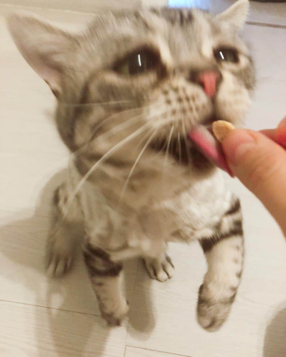 ルフさんのインスタグラム写真 - (ルフInstagram)「#luhu:"i love eat!!!" - - #cat #cute #catsofinstagram #angel #adorable #lovely #sadcat #funnyface」6月21日 12時57分 - lanlan731