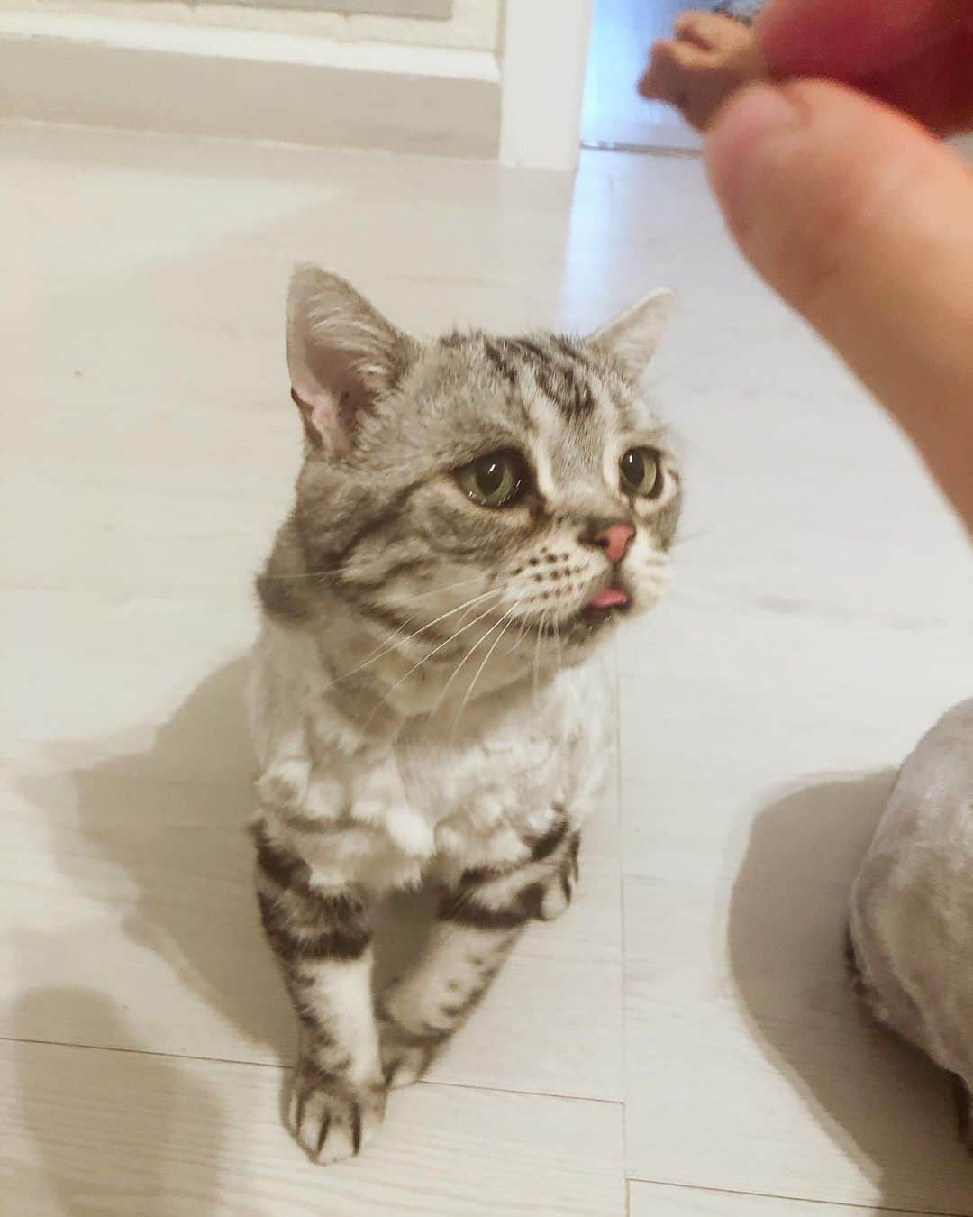 ルフさんのインスタグラム写真 - (ルフInstagram)「#luhu:"i love eat!!!" - - #cat #cute #catsofinstagram #angel #adorable #lovely #sadcat #funnyface」6月21日 12時57分 - lanlan731