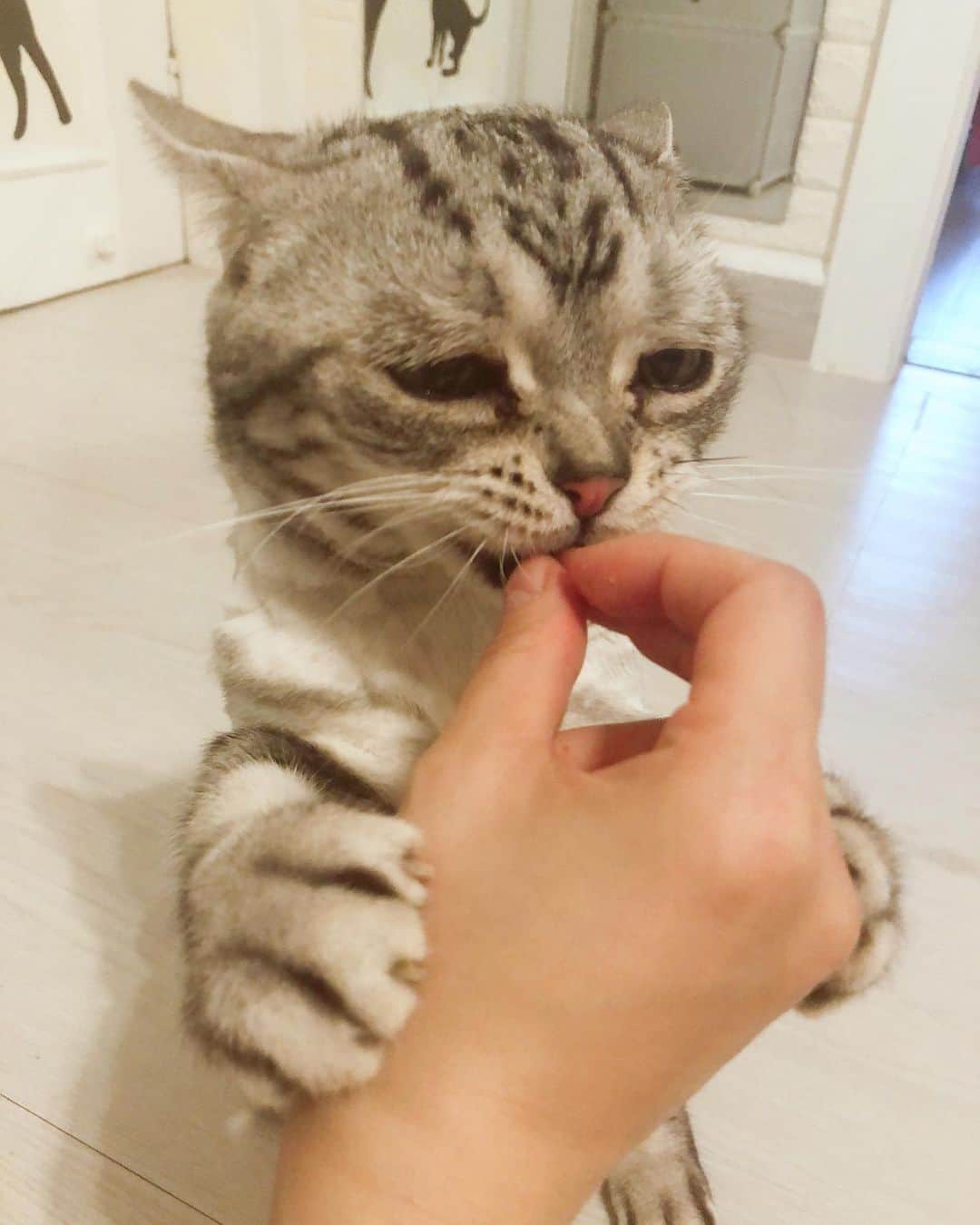 ルフさんのインスタグラム写真 - (ルフInstagram)「#luhu:"i love eat!!!" - - #cat #cute #catsofinstagram #angel #adorable #lovely #sadcat #funnyface」6月21日 12時57分 - lanlan731