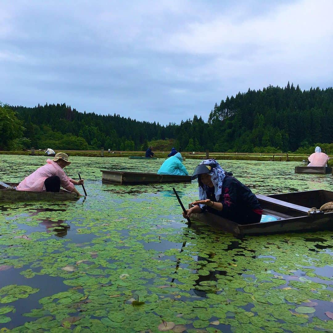 片桐千晶さんのインスタグラム写真 - (片桐千晶Instagram)「⁑ じゅんさい採ったどー‼️の図、in秋田。 大荒れの予報だったけど、奇跡的に小雨になって無事転覆せずに済みました🤣 秋田時代に取材は何度もしたけど収穫は初めて😳 水の中に手を入れてヌルヌルのじゅんさいをプチッと採ります👍夢中になりすぎて、2時間みんなほぼ無言。 #秋田 #三種町 #じゅんさい #高級食材 #押すなよ絶対押すなよのやつ」6月21日 13時00分 - chiaki.katagiri333