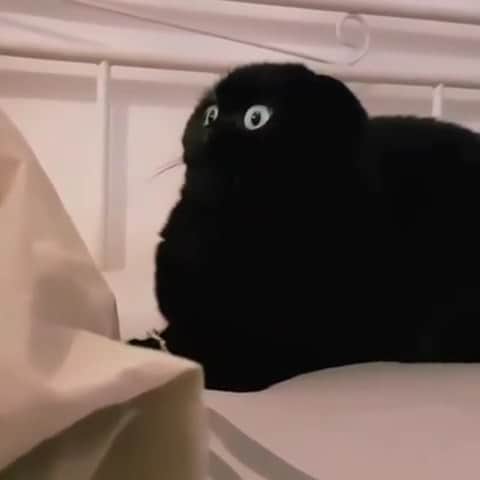 Cute baby animal videos picsのインスタグラム