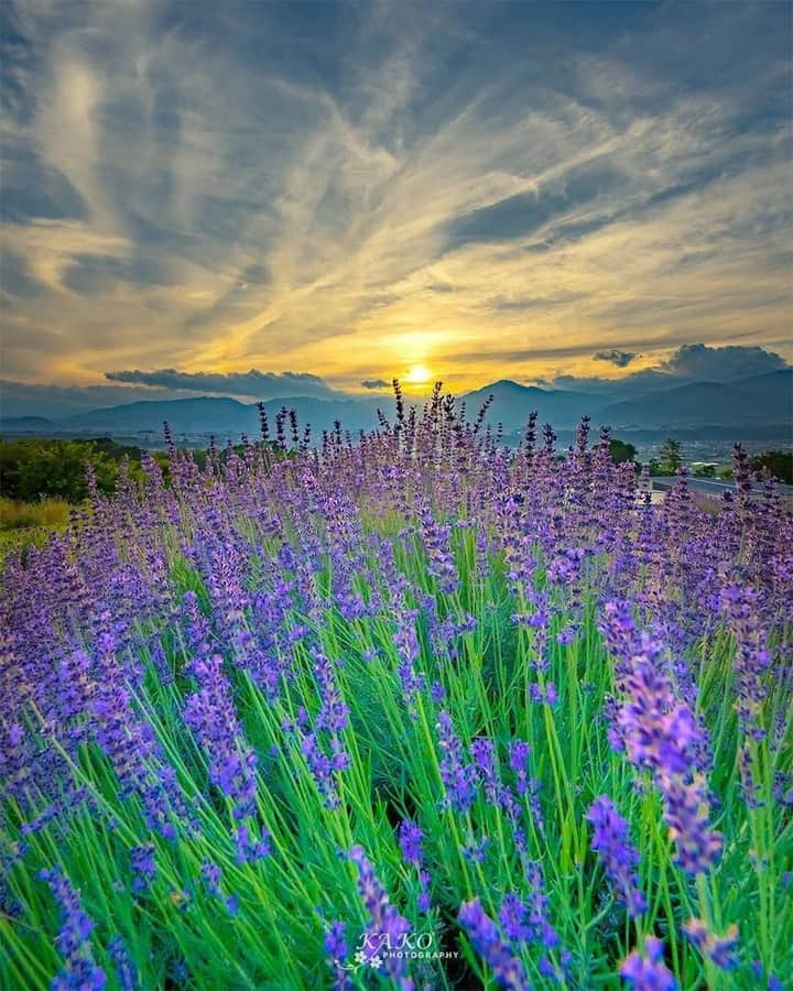 花の写真館のインスタグラム：「Photo by @yykako.⠀ https://instagram.com/yykako/⠀ .⠀ Original Post[投稿頂いたURL]⠀ https://www.instagram.com/p/Bkg9ygbAd61/⠀ .⠀ 本アカウントは、 #私の花の写真 をつけてInstagramに投稿された皆さまの花の写真や、「花の写真館」Facebookページで投稿された花の写真を紹介します。⠀ 「花の写真館」Facebookページは、「 @floral.photograph 」のプロフィールにあるURLからご覧ください。⠀ .⠀ #花の写真館 #floralphotograph #floralphoto #flower #flowers #富士フイルム #FUJIFILM⠀ Follow: @floral.photograph」