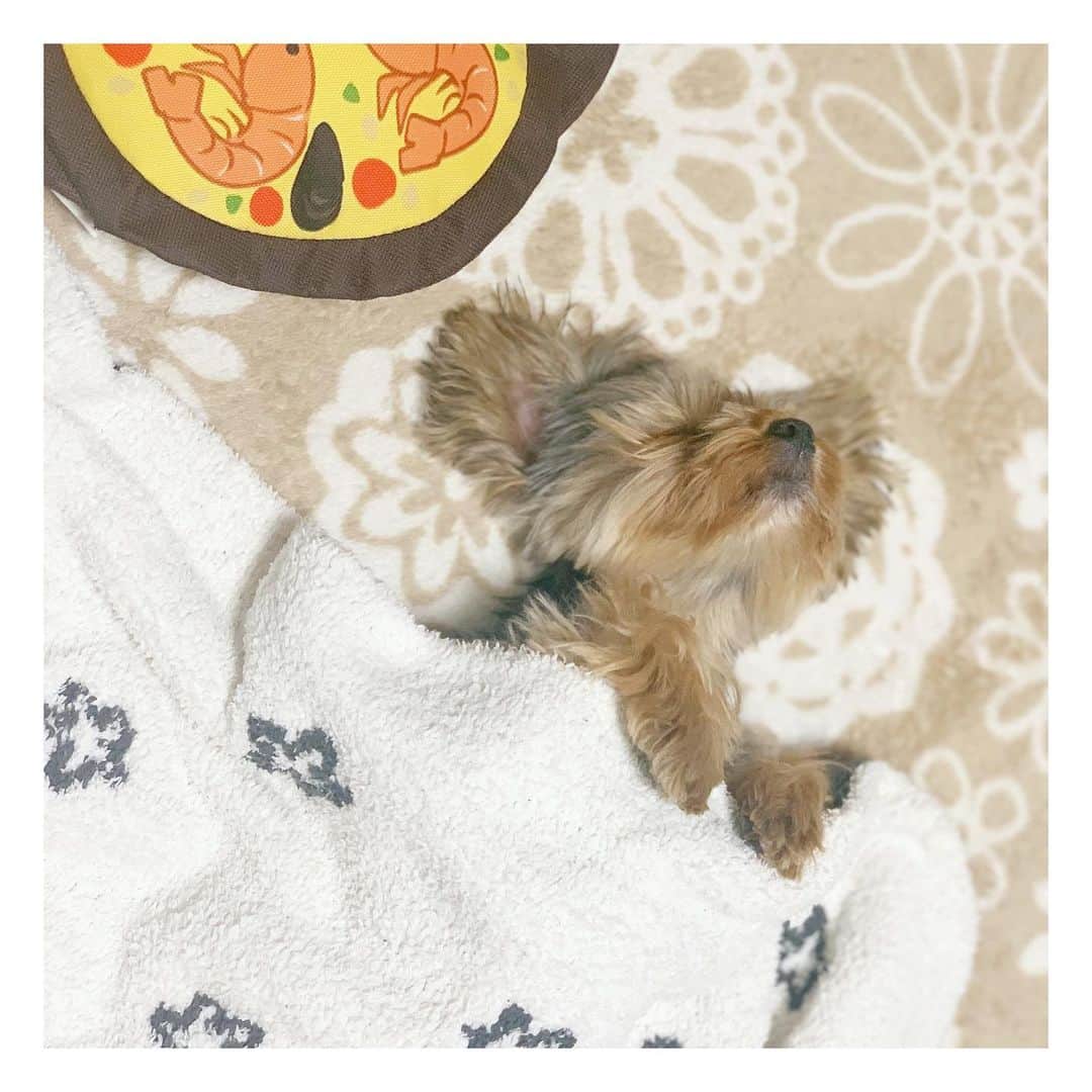のインスタグラム：「* 大好きなパエリアのオモチャのもとで ぐっすり眠るうに🐶💤たまらん🥺💕 上を向いてブランケットかけてる。人間気分。 ・ #tbs #ドラマ #筒井萌子 #女優 #actress #モデル #model #ヨークシャテリア #ヨーキー  #岡山 #shooting #instagood #instalike #撮影 #followme #instalike #ゴルフ #ゴルフ女子 #シャネル #CHANEL #chanel」