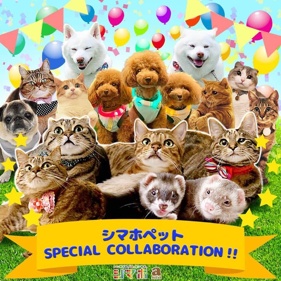 茶太郎 & きなこさんのインスタグラム写真 - (茶太郎 & きなこInstagram)「短足兄妹🐾 シマホペットモデルに選ばれた子とコラボしたにゃりよ😽💕 みんな可愛いにゃ❤️ モデルに選ばれた皆んなおめでとうにゃ🎊🎉 ①ティノちゃん一家 @rody.tino.tomoko  ②銀ちゃん アカウントなし ③ひらめちゃん @handmade.craft.makana  ④チャミちゃん @chami_toy  短足兄妹が🐾 アンバサダーを務めたシマホペットモデルキャンペーンに皆様のご参加ありがとうございましたにゃ😽💖 Campaign announcement🐾💕 #シマホペット」6月21日 14時48分 - amaccho5160