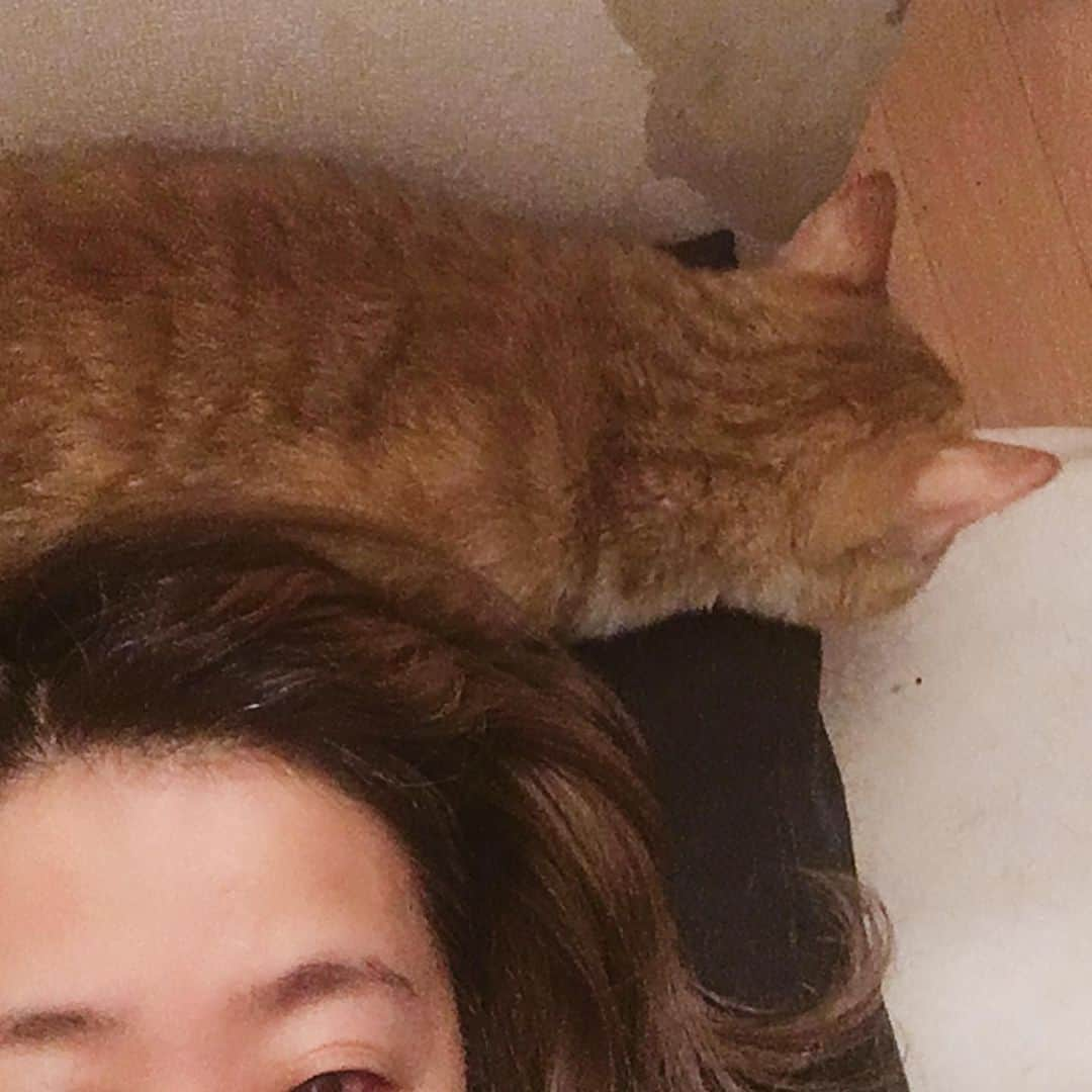 金巻ともこさんのインスタグラム写真 - (金巻ともこInstagram)「どいてくんないかな……なチャイ #kurohakuchai #tabby #orangetabby #cat #猫 #茶トラ」6月21日 14時54分 - tomotomoco