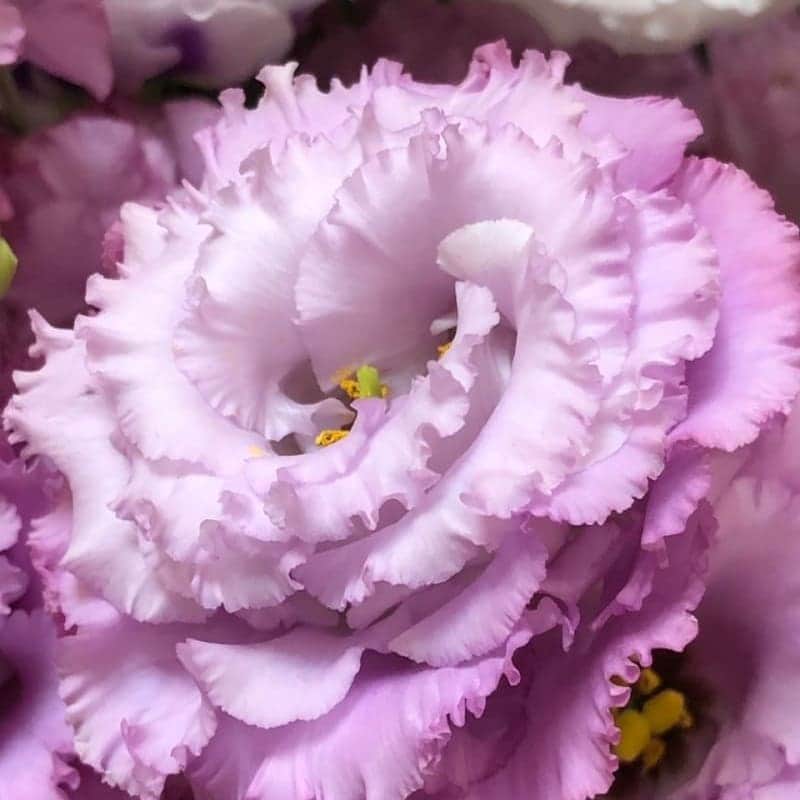 青山フラワーマーケットのグルメインスタ