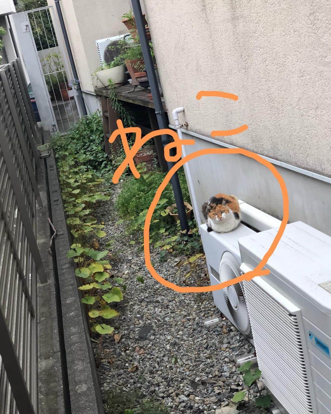 蒼井彩加さんのインスタグラム写真 - (蒼井彩加Instagram)「私の日常。 #マンションの隣に猫見つけました #家の近くに良さげなお店を見つけました #プリン食べました #仕事いってきます」6月21日 15時22分 - sayaca_aoi1011