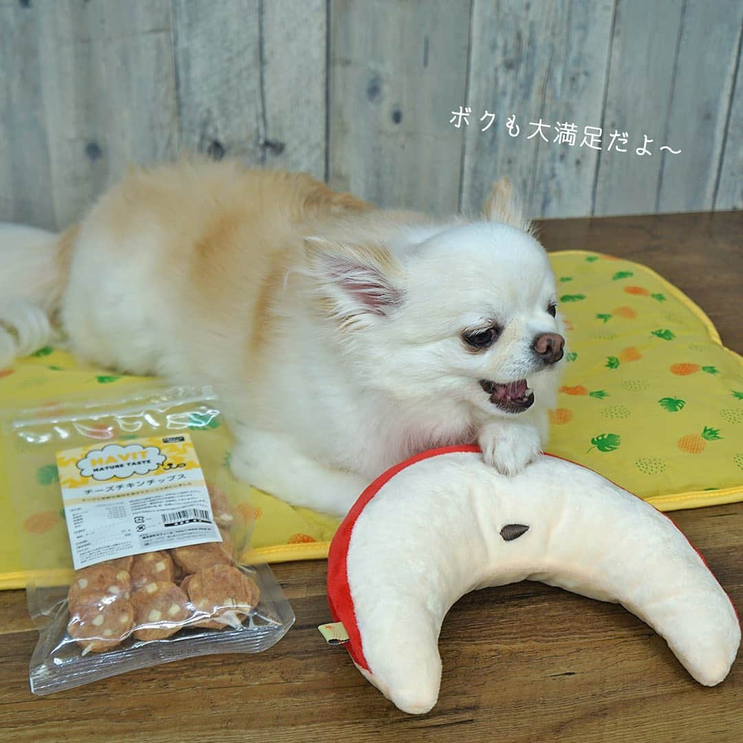 iDog&iCatさんのインスタグラム写真 - (iDog&iCatInstagram)「🍍🎁 大切な方、そしてワンちゃんへIDOGを送ろう！ 「IDOGのお中元」販売開始！ ・ 家族の一員である大切な愛犬が喜ぶこと間違いなし！のお中元ギフトセットです✨ いつもお世話になっているお友達ワンコへ、そして大切なパートナーへ、日頃の感謝を込めて…！ ・ ●ひんやりキルトマット パイナップル イエロー ●もぐもぐピロー りんご ●HAVIT チーズチキンチップス の3点が入っています。 フルーツモチーフを中心に、夏らしいセットです🍍🍎 ・ こちらのお中元限定のラッピングでお届けします！ IDOGオリジナルのお中元シールが付いた可愛らしいデザインです♪ ・ 単品で買うと2,570円（税抜）のところ、1990円（税抜）★ 限定100セットのお得な商品です😆 お早めにチェックしてみてくださいね〜 ・ https://item.rakuten.co.jp/idog/sn-set230/ （楽天IDOGのみの販売です） ストーリーからサイトへ飛ぶこともできます✈️ ・ #idogicat #idog #icat #犬の服idog #お中元 #夏ギフト #犬 #いぬ #チワワ #看板犬コマメ #どすこい #ひんやりマット #ピロー」6月21日 15時34分 - idogicat