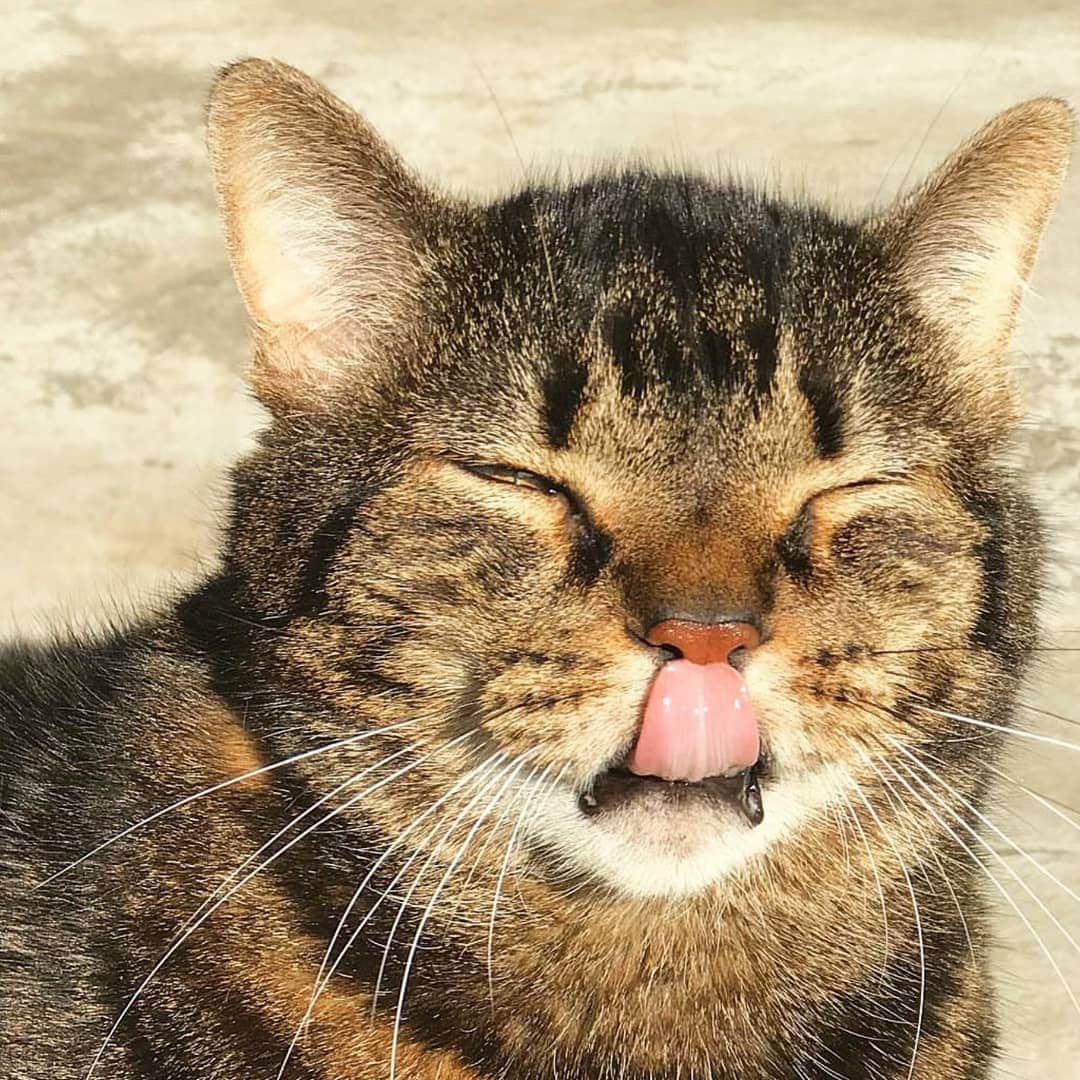 CatStockerのインスタグラム：「Hello! #catstocker is here!  Follow our FURRriend @tarzanthefatcat  Scroll right for more pictures 👉 . . . . . . . #cat #neko #mačka #chat #котка #kotek #kot #кіт #mače #кошка #кот #katze #gato #gatto #kissa #子猫 #猫 #고양이 #貓 #kedi #köttur #kissanpentu #חתול #кішка #子猫 #kittens #小猫 #kätzchen #котята」