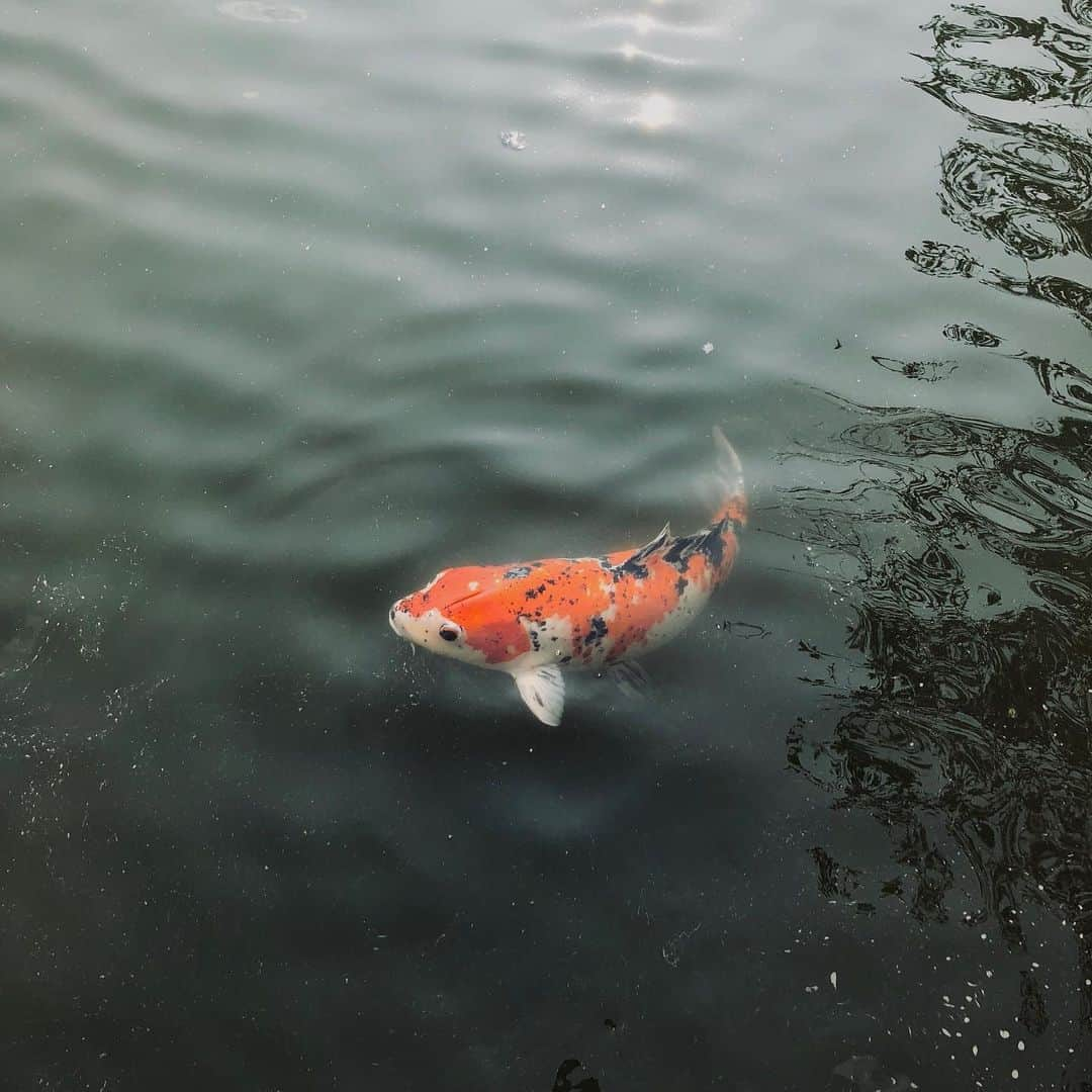 布袋寅泰さんのインスタグラム写真 - (布袋寅泰Instagram)「Discover Japan 今日は山口県の岩国城へ。 美しい錦帯橋を渡りロープウェイに乗り山みちを歩き城が見えてきた時の感動。自然の光と古の時に佇む吉香公園の美しきこと。昼寝中の猫やポップなソフトクリーム屋さん。至福の時間でした。日本は美しい！#discoverjapan #iwakunicastle #kintaibridge #岩国城 #錦帯橋 #布袋寅泰 #日本の美」6月21日 17時13分 - hotei_official