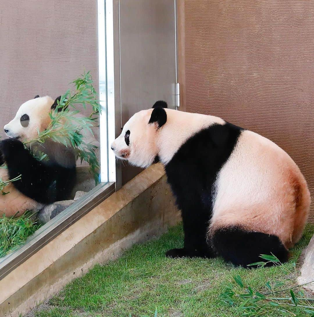 パンダ（白浜）さんのインスタグラム写真 - (パンダ（白浜）Instagram)「🐼 😊 #HELLOLITTLE 🐼🐼🐼 #ハローリトル #baby #pandamental #hellopanda #ハローパンダ #パンダグラビア and #panda #pandababy 🐼🐼🐼 ⭐︎『HELLO LITTLE』IN STORE NOW⭐️ ＨＯＷ ＡＲＥ ＹＯＵ, #結浜 ？」6月21日 17時16分 - hellopanda_book