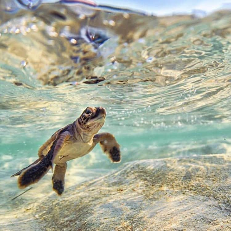 エルバビーバのインスタグラム：「🐢﻿﻿ ﻿〈ベビー サンスティック〉は、サンゴ礁をはじめとする、海洋生態系の保護を考慮した成分を採用。﻿﻿ ﻿﻿ 汗や水にも強いウォーターレジスタンス処方で、海水浴にぴったり！﻿ ﻿ ﻿﻿ ﻿ ﻿ 壊れゆく海のために、今できること。﻿﻿ 地球にも、自分にもやさしい日やけ止めとともに。﻿ ﻿ ﻿﻿ ﻿ #erbaviva #organic #natural #baby #organicskincare #organicbeauty #sunscreen #sunstick　#coralreefsafe﻿﻿ #エルバビーバ #オーガニック #ナチュラル #ベビー #サンスクリーン #サンスティック　#日焼け止め﻿ #repost @greatbarrierreeffoundation﻿」