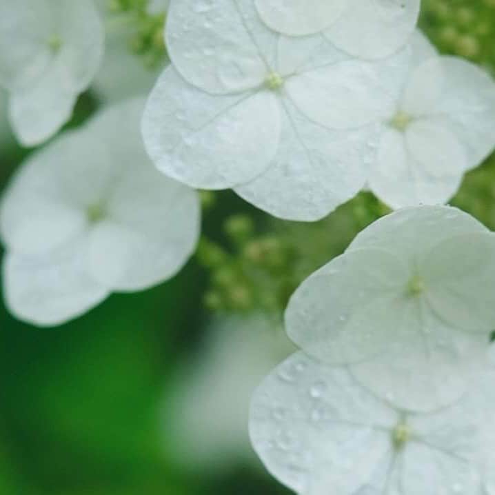 KANEBO OFFICIALさんのインスタグラム写真 - (KANEBO OFFICIALInstagram)「THE JOY OF RAINY DAYS 梅雨の心をうるおすアジサイの花。 Pure white flower tells you the blessed rain. 写真提供: @bois_yu #flower #hydrangea #rainyday#beautiful #nature #natural #relax#flowerstagram #beautiful#freshflowers #purple #photo #豊かな生活 #贅沢な時間 #丁寧な暮らし #暮らしを楽しむ #紫陽花 #あじさい #花のある暮らし #梅雨 #リラックスタイム #自然 #花 #癒やし #季節の花 #四季 #景色 #雨の日  #kaneboglobal #kanebo」6月21日 17時29分 - kaneboofficial