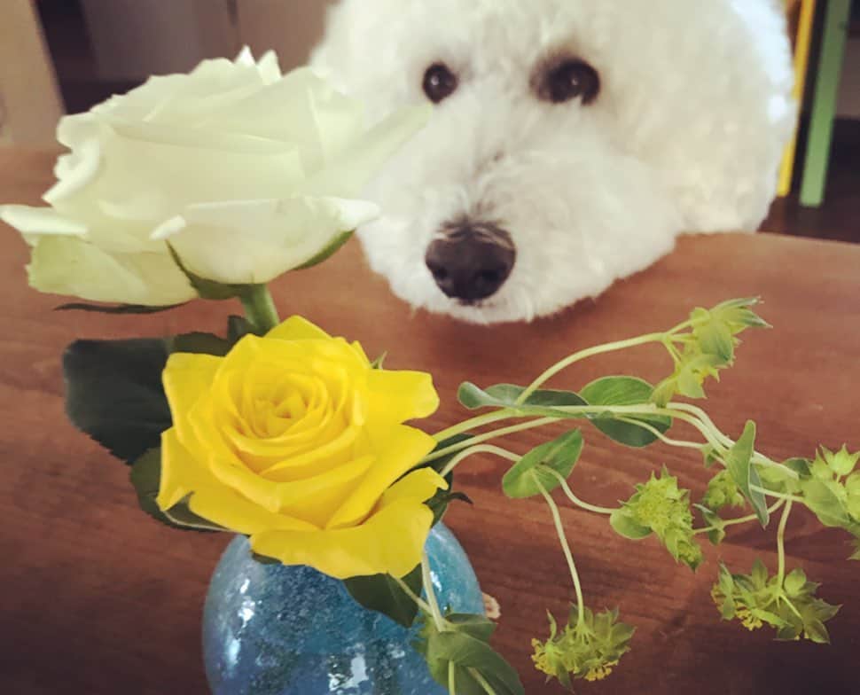 たまねぎさんのインスタグラム写真 - (たまねぎInstagram)「. . 今月のお花(o^^o) 今月もまめちゃんに生けてもらいました(o^^o) よくできました💮💮 . . 初回無料クーポンコードいただきました。 @bloomeelife  クーポンコード：tamanegi 有効期間:2019.7.31 . #standardpoodle #dog #poodlesofinstagram #スタンダードプードル #大型犬と子供 #poodle #dogstagram #east_dog_japan #いぬのいる生活 #わんこ部 #赤ちゃんと犬 #犬と暮らす #いぬなしでは生きられません #bloomeelife #花のある暮らし #花育」6月21日 17時43分 - tamanegi.qoo.riku
