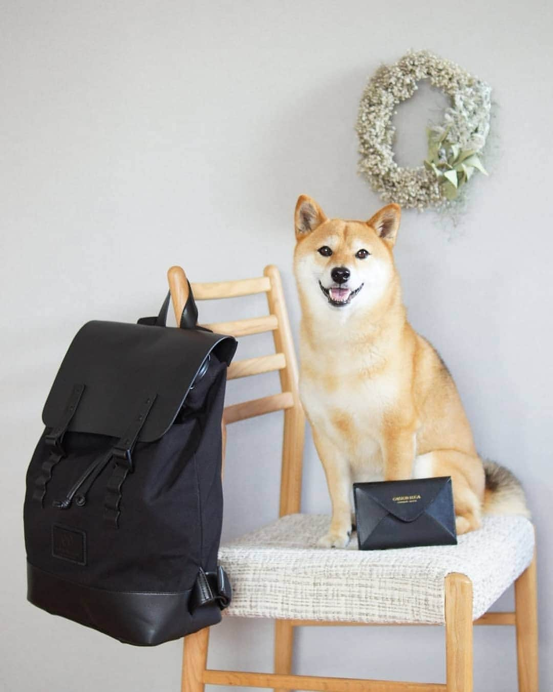 柴犬 ゆりのインスタグラム：「2019.6.21 明日はこのカバン持ってどこにお出かけしようかな☺️ ・ スウェーデンのブランド🇸🇪@gastonluga さんのバッグ、素敵すぎる😍 シックなデザインだから父ちゃんと一緒に使えるね👌 今ならサマーキャンペーン中でパスポートホルダープレゼント🎁 ・ 公式サイトで15%offになります❣️ コード: shiba_GL15　(期限なし) 公式オンラインストア　http://gastonluga.com  送料無料/返送料無料👜 素敵なバッグがいっぱいで選ぶの悩みました🌀 よければチェックしてね💻  #GastonLuga #ガストンルーガ #バックパック #リュック #リース #犬 #柴犬 #wreath #dog #dogstagram #shibainu #shibastagram」