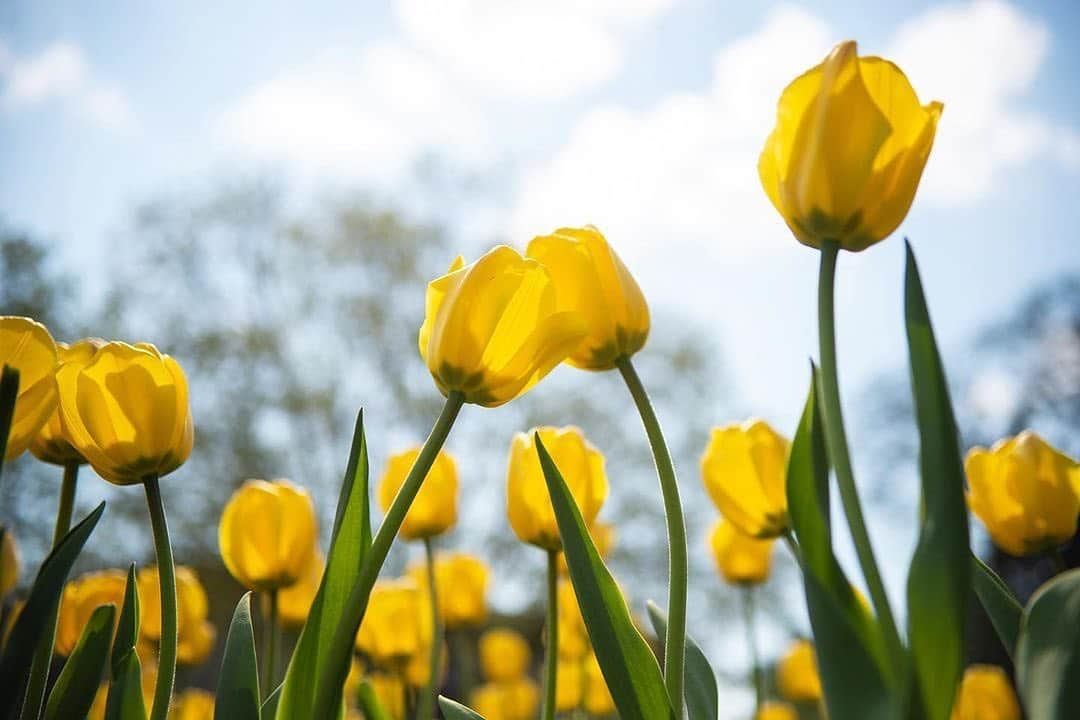 NikonUSAさんのインスタグラム写真 - (NikonUSAInstagram)「#NikonNoFilter shot from @uncommoncollab with the #Nikon #D4S: “Another day where the sun is trying to break through... but at least it’s better than yesterday 🌷.” Share your own flower power with us using #NikonNoFilter for a chance to be featured! #tulips #light #sun #spring #flowers #yellow #lookup #greenery #sunshine #flowerstagram #floralinspiration」5月29日 1時22分 - nikonusa