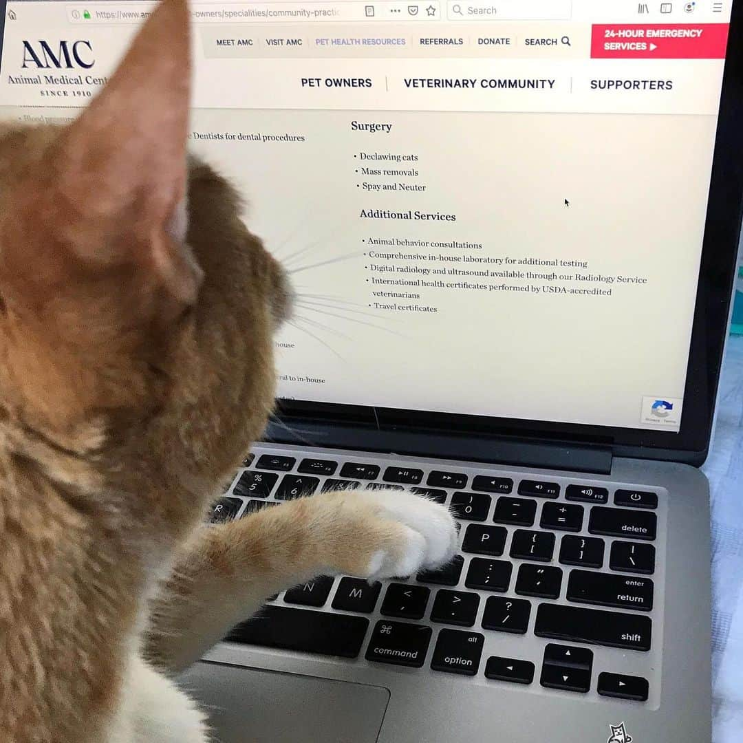 City the Kittyさんのインスタグラム写真 - (City the KittyInstagram)「Hey friends!  We really need your help! ❤️ Can you please respectfully ask The Animal Medical Center @amcny why they are advertising declawing on their new website. 🙀😿 They are the largest non-profit animal hospital in the world and they heal and help lots of animals.  But declawing is animal cruelty and never necessary.😿 Some of AMC’s employees have said that they do not declaw cats anymore.  If this is true, then why in the world do they still have this inhumane and mutilating amputation procedure listed on their website? 😾😾😾😾😾 Let us know what they say!❤️ They also will be at @catcampnyc  next week so you can ask them there. 🙏🏻#CatCampnyc #animalmedicalcenterny #stopdeclawing #amcny #catsofnyc #newyorkcats #catsofnewyork  #pawsneedclaws」5月29日 1時34分 - citythekitty