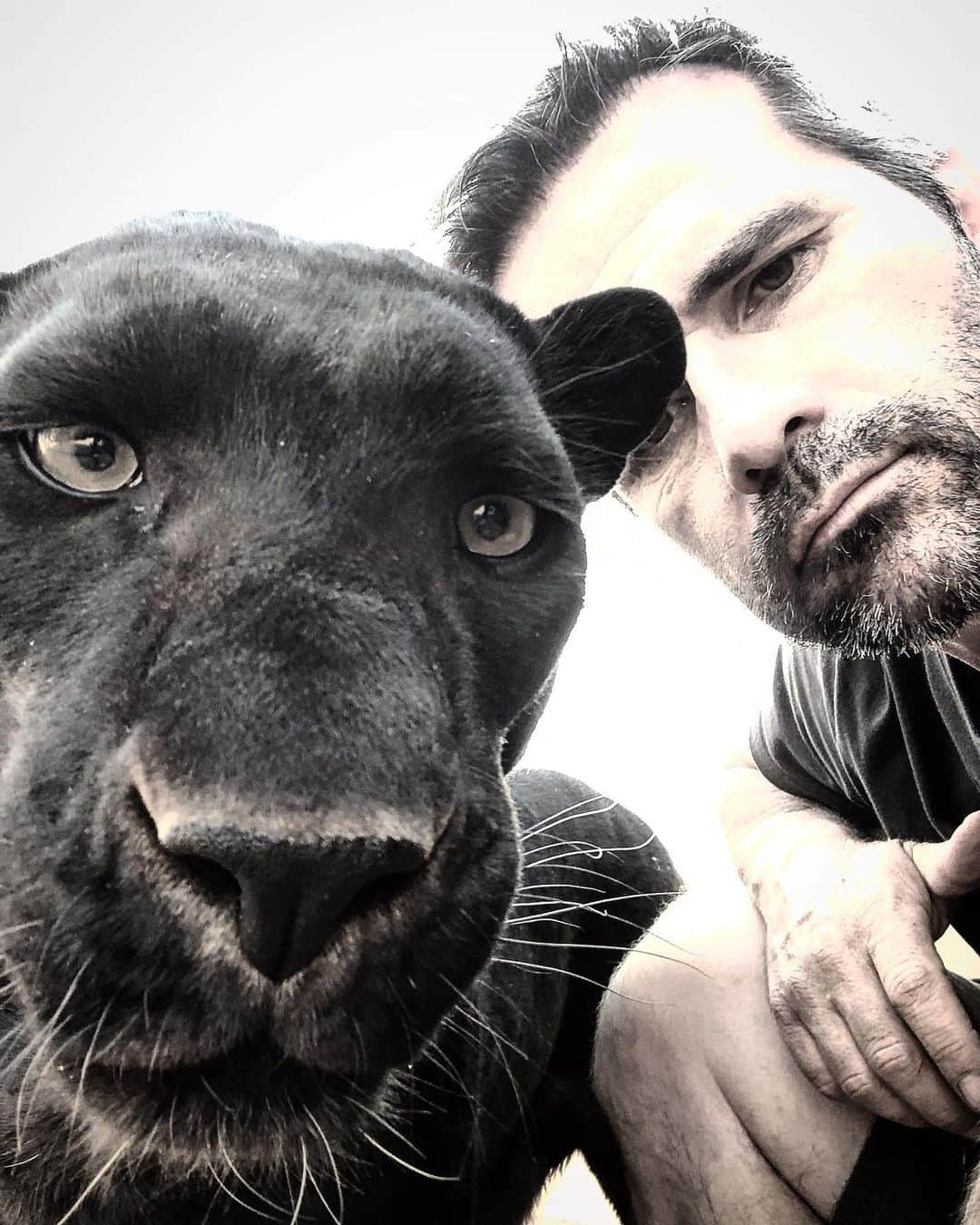 Kevin Richardson LionWhisperer さんのインスタグラム写真 - (Kevin Richardson LionWhisperer Instagram)「A 9 year relationship with Kahn enables me to have a safe friendship. Relationships are forever evolving and either you grow together or apart. Fortunately we have grown together. Leopards are amazing animals and often misunderstood. I’m often part of nostalgic conversations where people retell stories about their experiences with leopards and there behaviour, having had no experience with them other than a fleeting encounter in the bush. I bite my tongue. I’ve found, in over 2 decades of working with large carnivores, that a lot of what perpetuates our there about leopards is myth rather than fact and it’s human nature to embellish encounters with them, sometimes to their detriment. Unfortunately throughout Africa leopards are being constantly persecuted due to the fact that farmers see them as problem animals who kill their livestock. #blackpanther #blackleopard #leopard #savehabitat」5月29日 1時45分 - lionwhisperersa