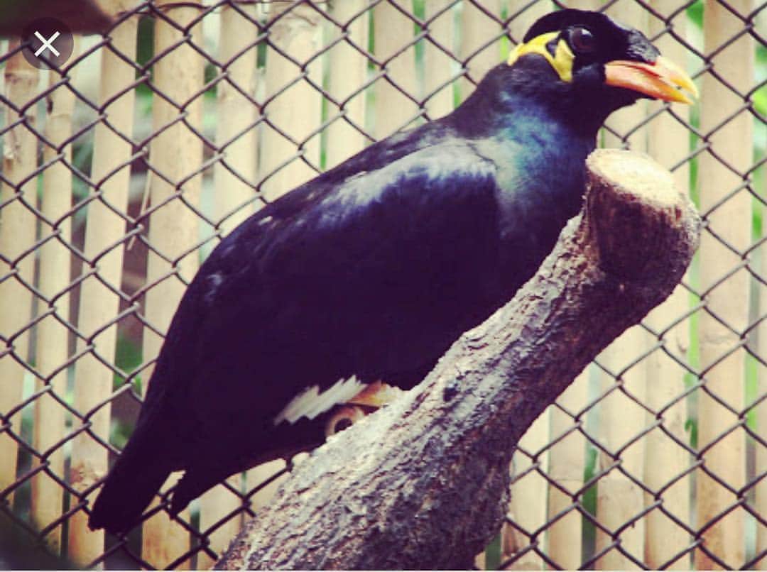 神谷洵平さんのインスタグラム写真 - (神谷洵平Instagram)「いつの日か携帯に保存していたイケメン九官鳥の写真です。」5月29日 2時11分 - junpeikamiya